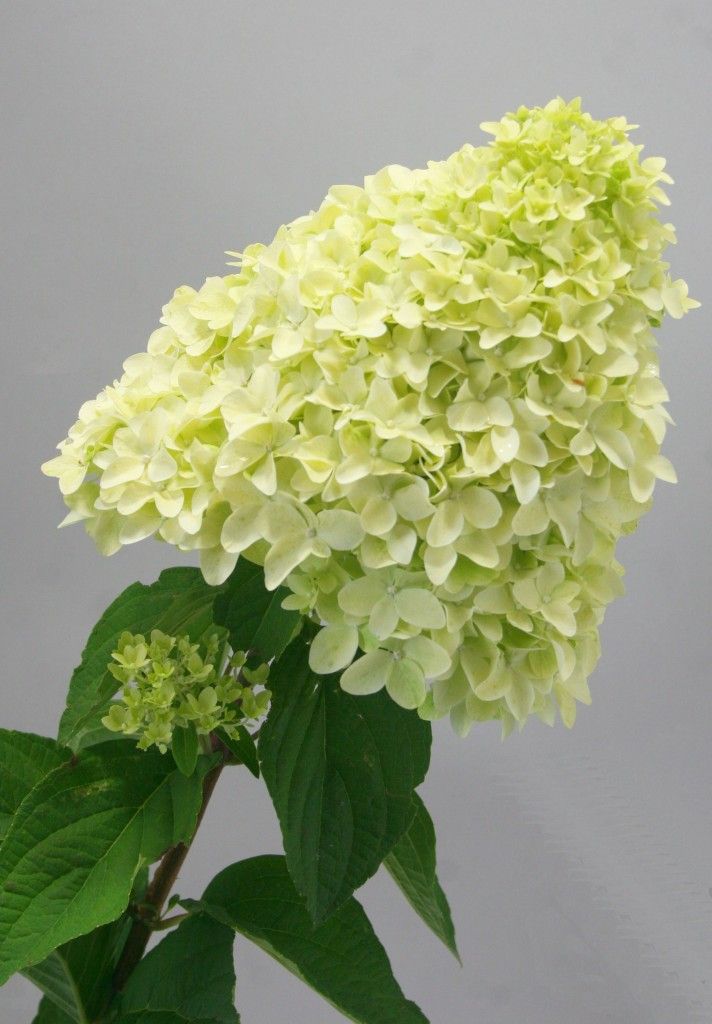 images/plants/hydrangea/hyd-magical-candle/hyd-magical-candle-0004.jpg