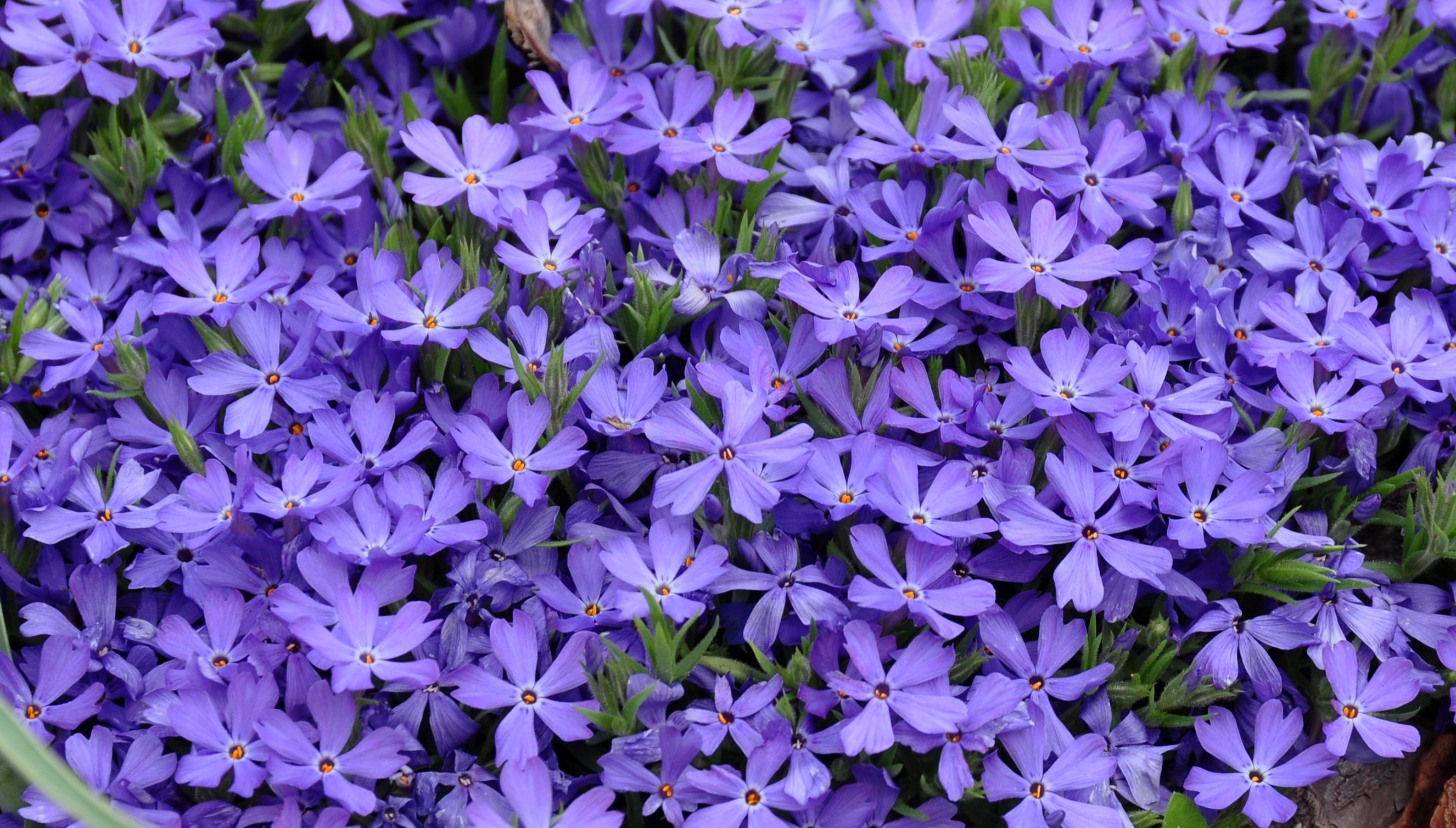 images/plants/phlox/phl-violet-pinwheels/phl-violet-pinwheels-0003.jpg