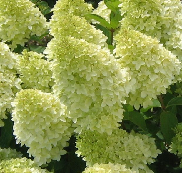 images/plants/hydrangea/hyd-magical-candle/hyd-magical-candle-0010.jpg