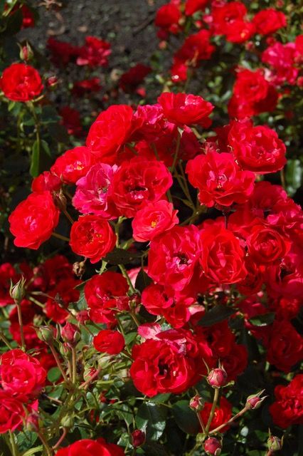 images/plants/rosa/ros-nitty-gritty-red/ros-nitty-gritty-red-0001.jpg