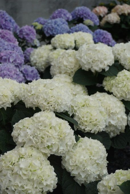 images/plants/hydrangea/hyd-magical-everlasting-bride/hyd-magical-everlasting-bride-0002.jpg