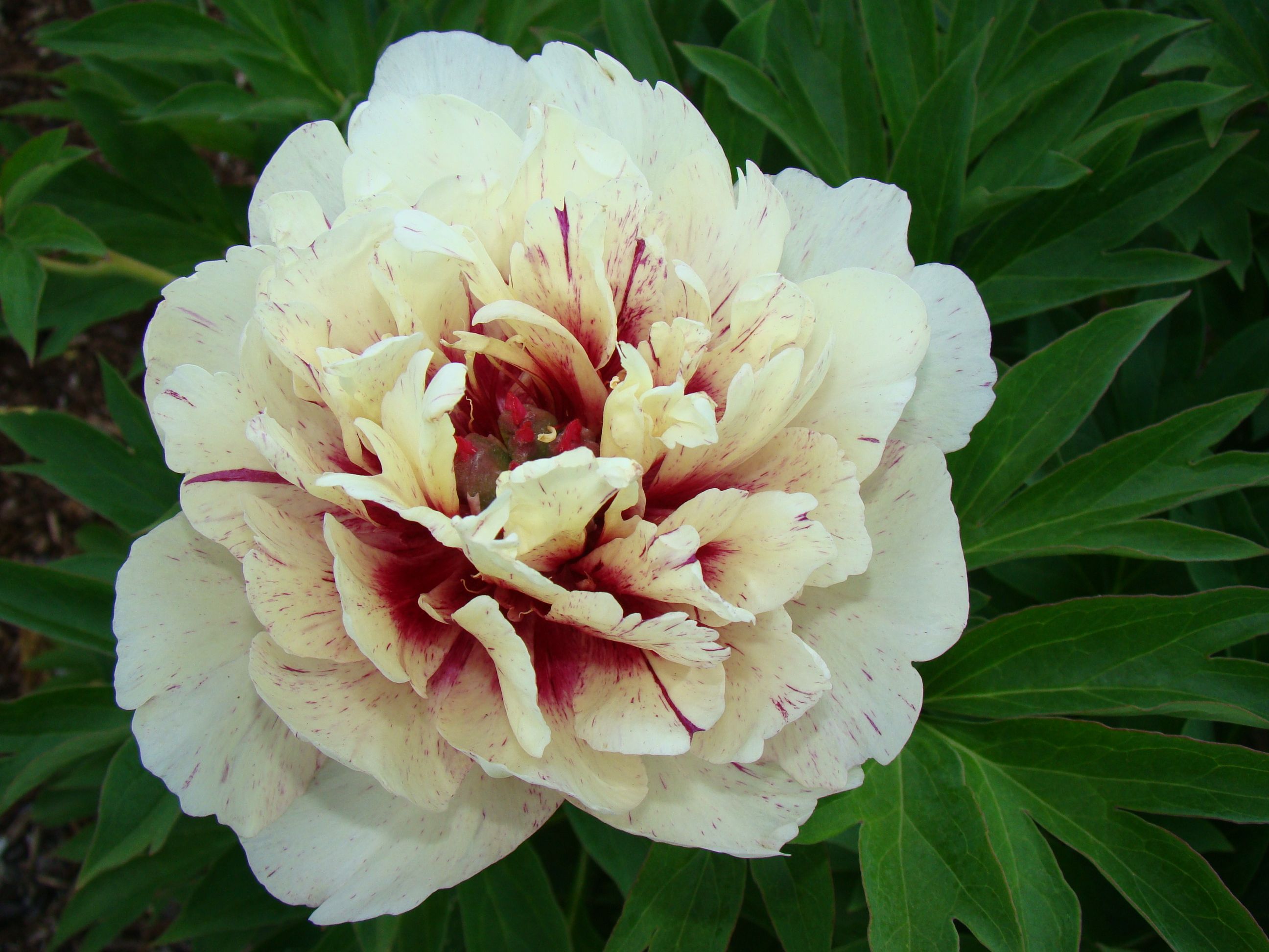 images/plants/paeonia/pae-all-that-jazz/pae-all-that-jazz-0013.JPG