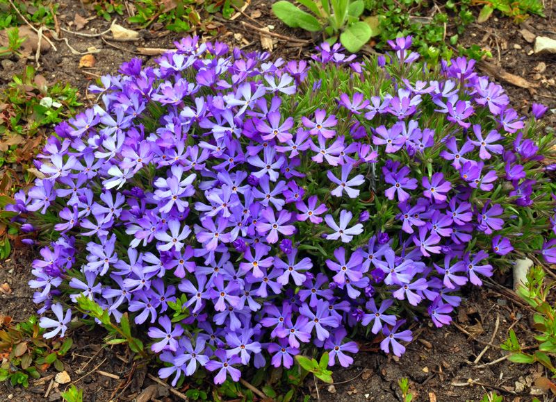 images/plants/phlox/phl-violet-pinwheels/phl-violet-pinwheels-0009.jpg