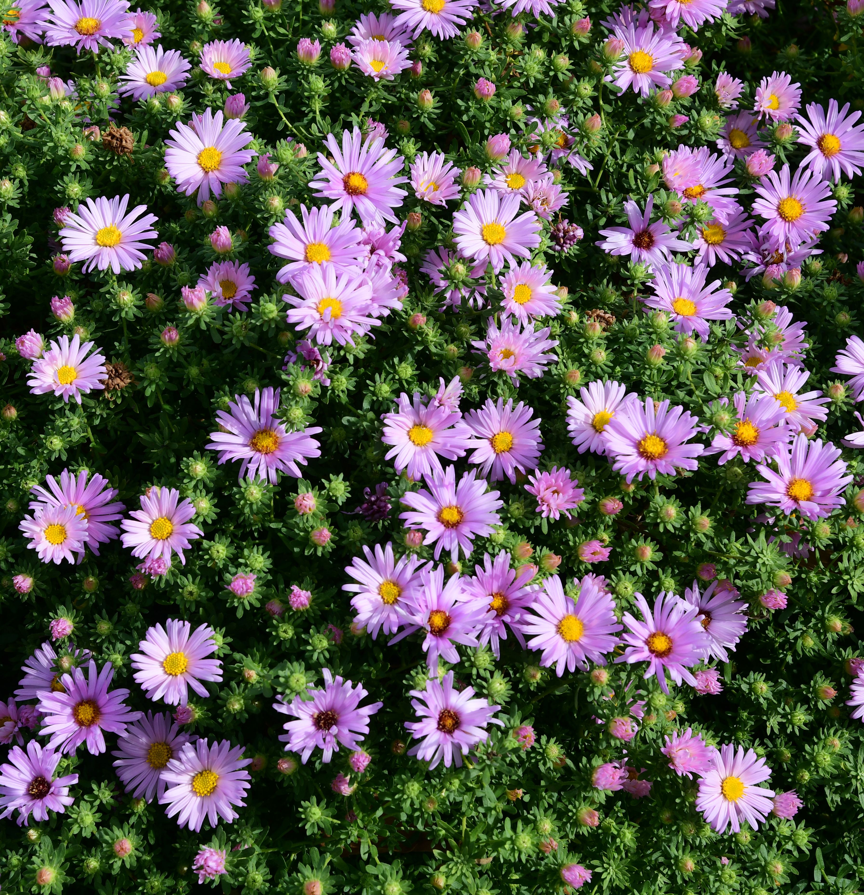 images/plants/aster/ast-billowing-pink/ast-billowing-pink-0003.jpg