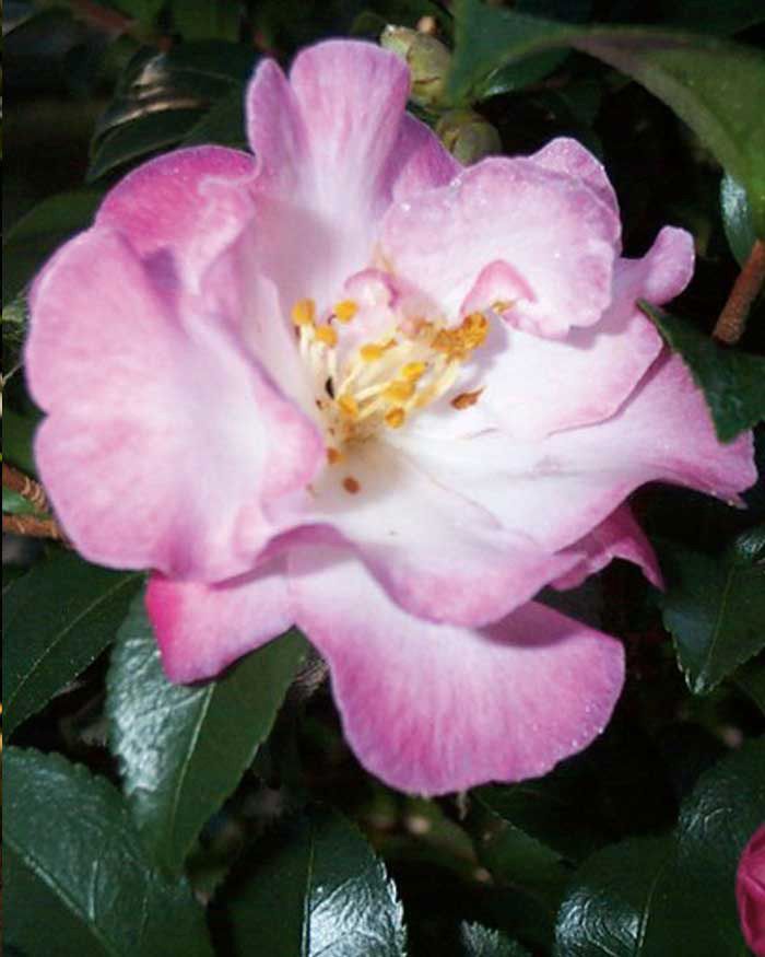 images/plants/camellia/cam-october-magic-orchid/cam-october-magic-orchid-0005.jpg
