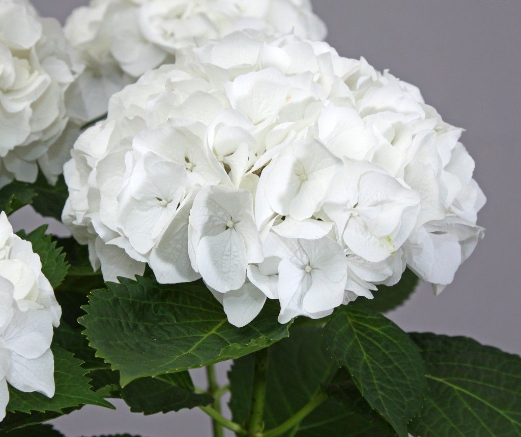 images/plants/hydrangea/hyd-magical-everlasting-bride/hyd-magical-everlasting-bride-0005.jpg