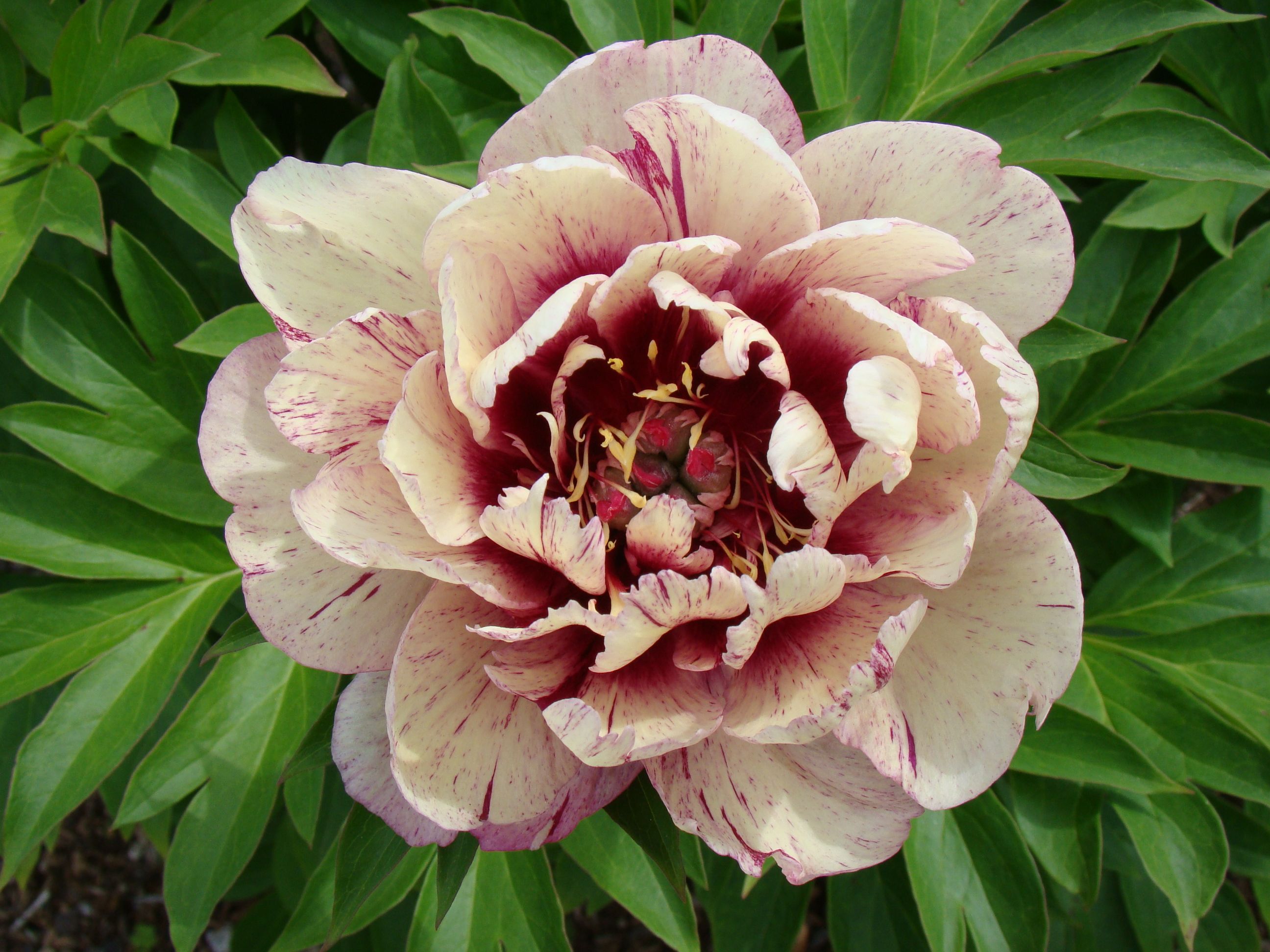 images/plants/paeonia/pae-all-that-jazz/pae-all-that-jazz-0014.JPG