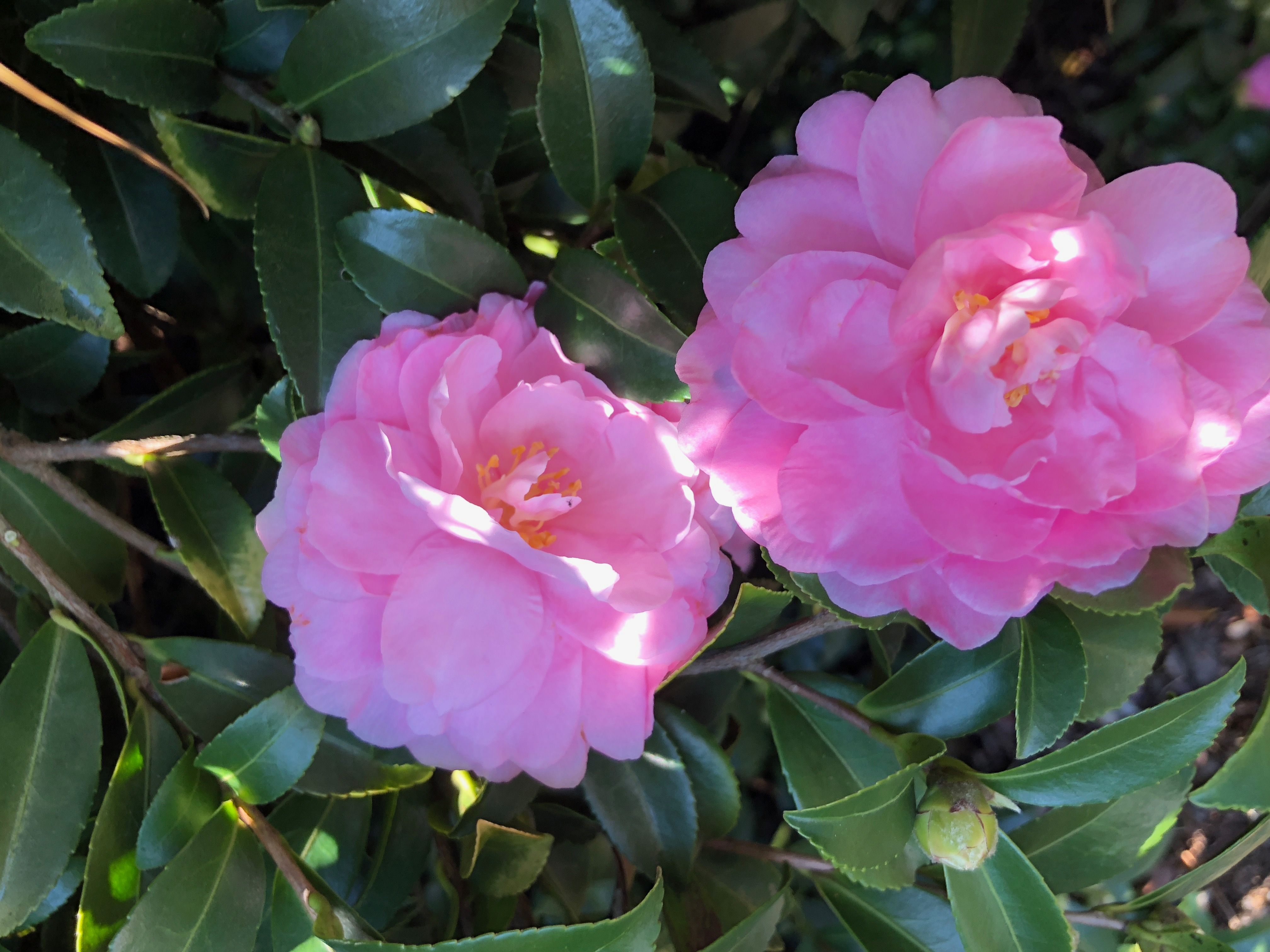 images/plants/camellia/cam-october-magic-pink-perplexion/cam-october-magic-pink-perplexion-0013.jpg