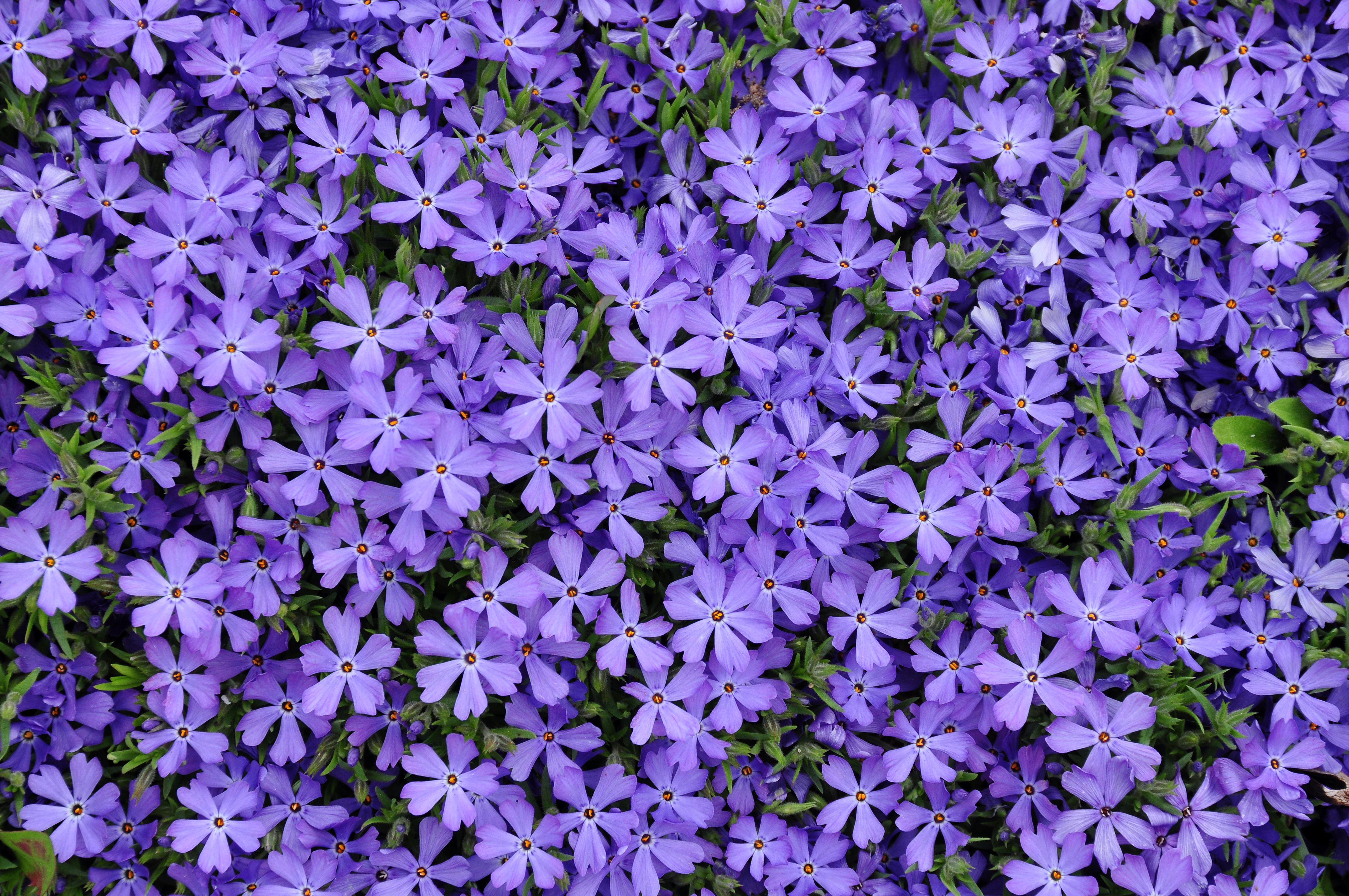 images/plants/phlox/phl-violet-pinwheels/phl-violet-pinwheels-0004.jpg