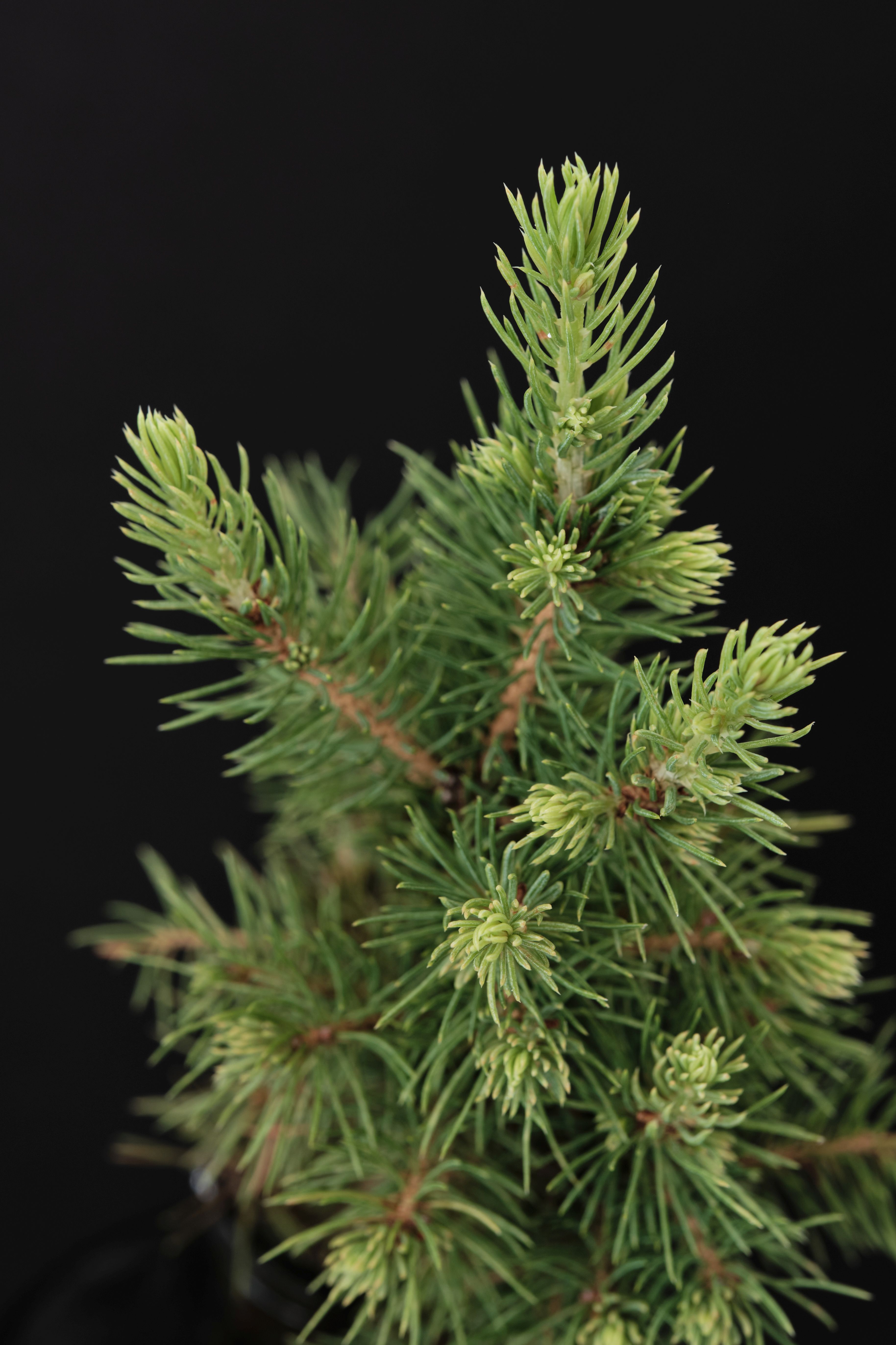 images/plants/picea/pic-spruce-it-up/pic-spruce-it-up-0009.jpg
