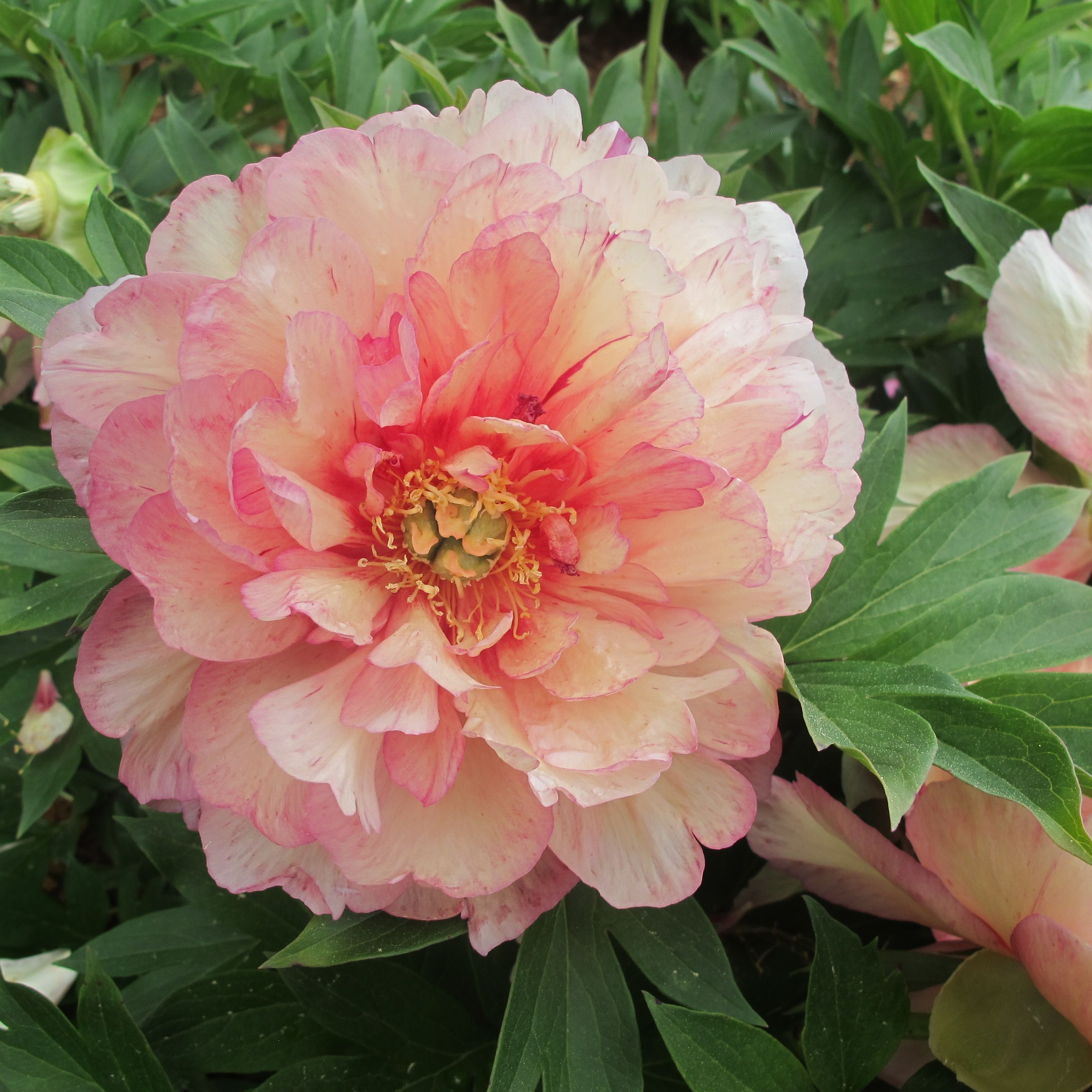 images/plants/paeonia/pae-truly-scrumptious/pae-truly-scrumptious-0004.JPG