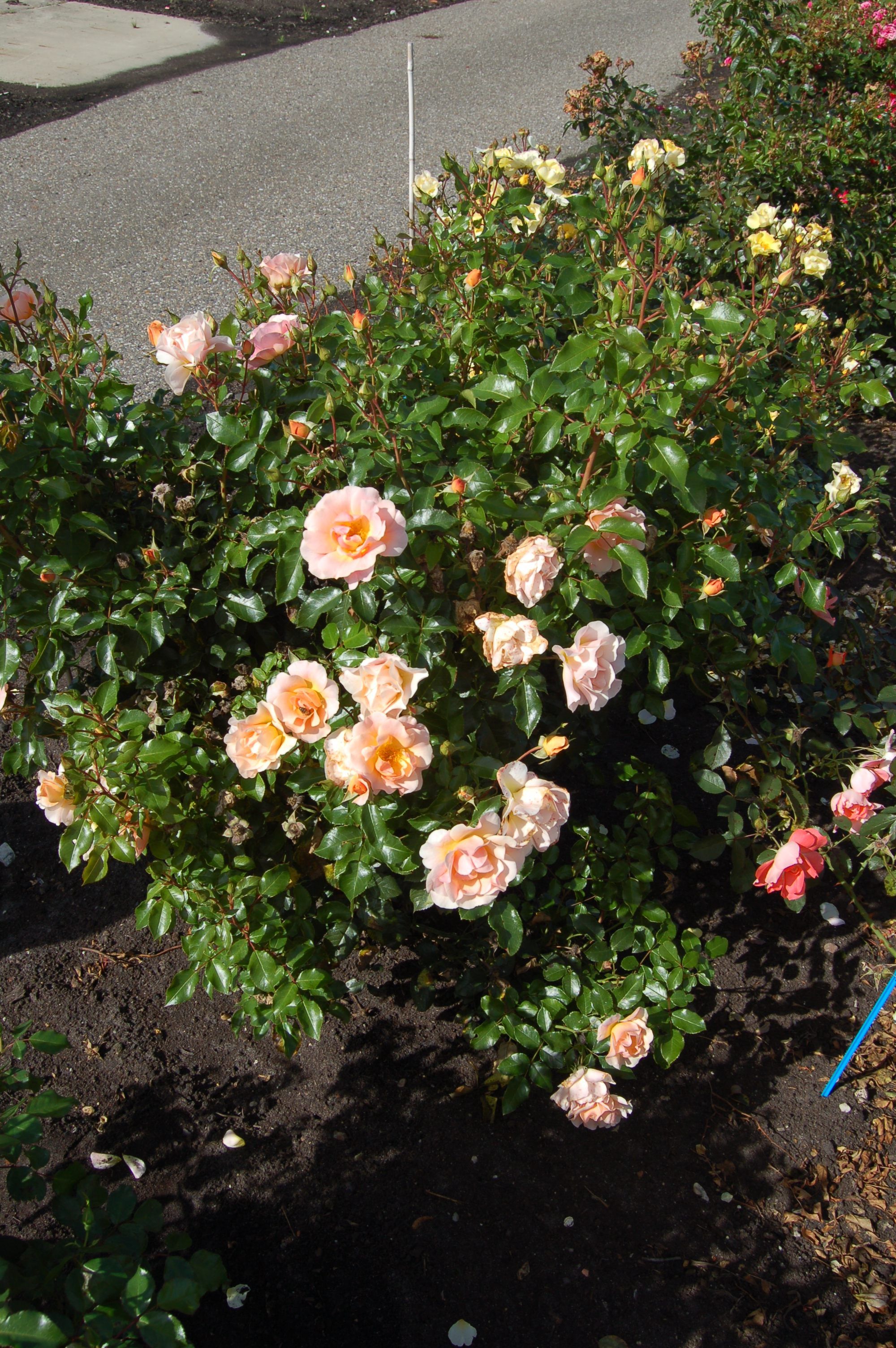 images/plants/rosa/ros-nitty-gritty-peach/ros-nitty-gritty-peach-0002.jpg