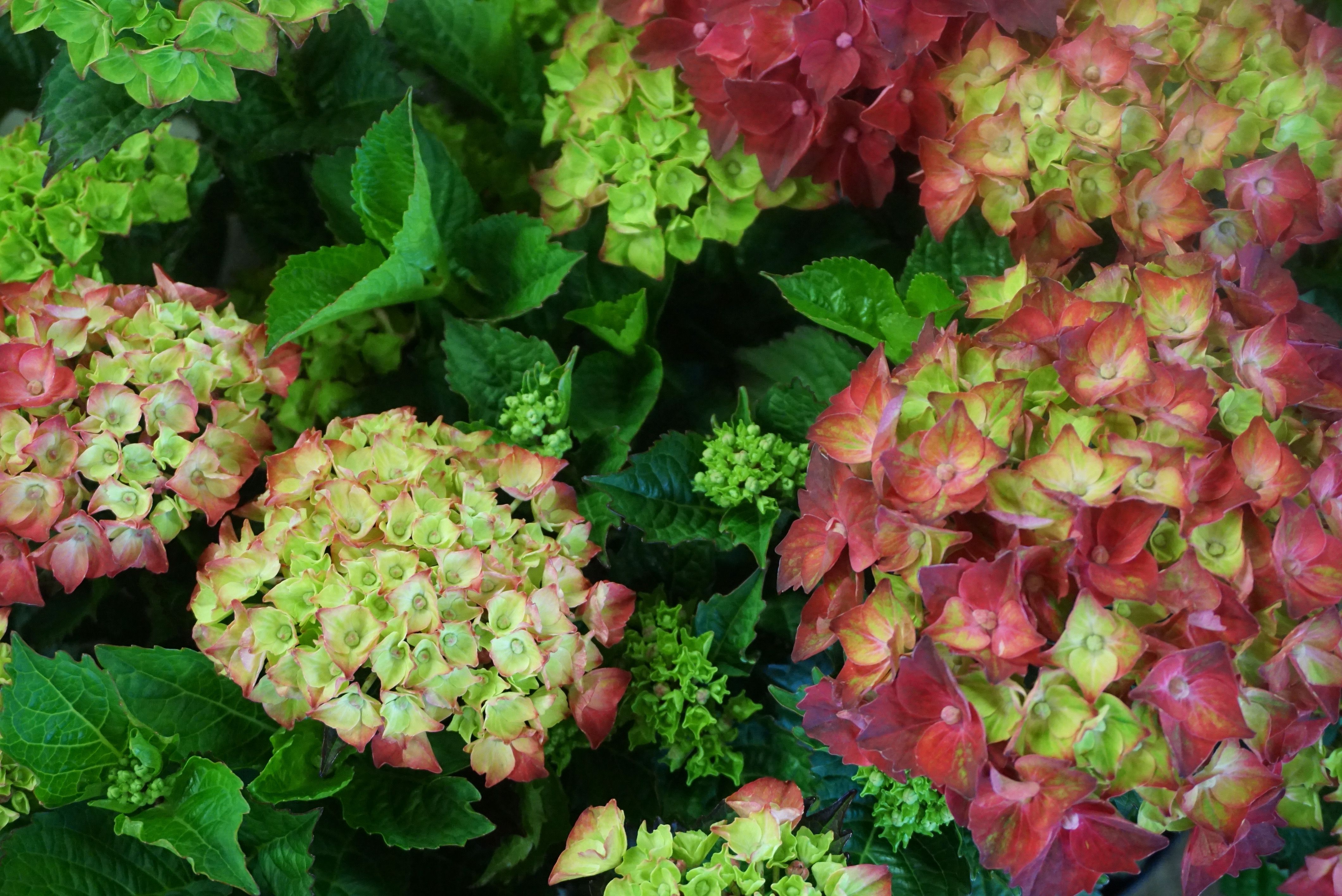 images/plants/hydrangea/hyd-magical-everlasting-crimson/hyd-magical-everlasting-crimson-0014.jpg