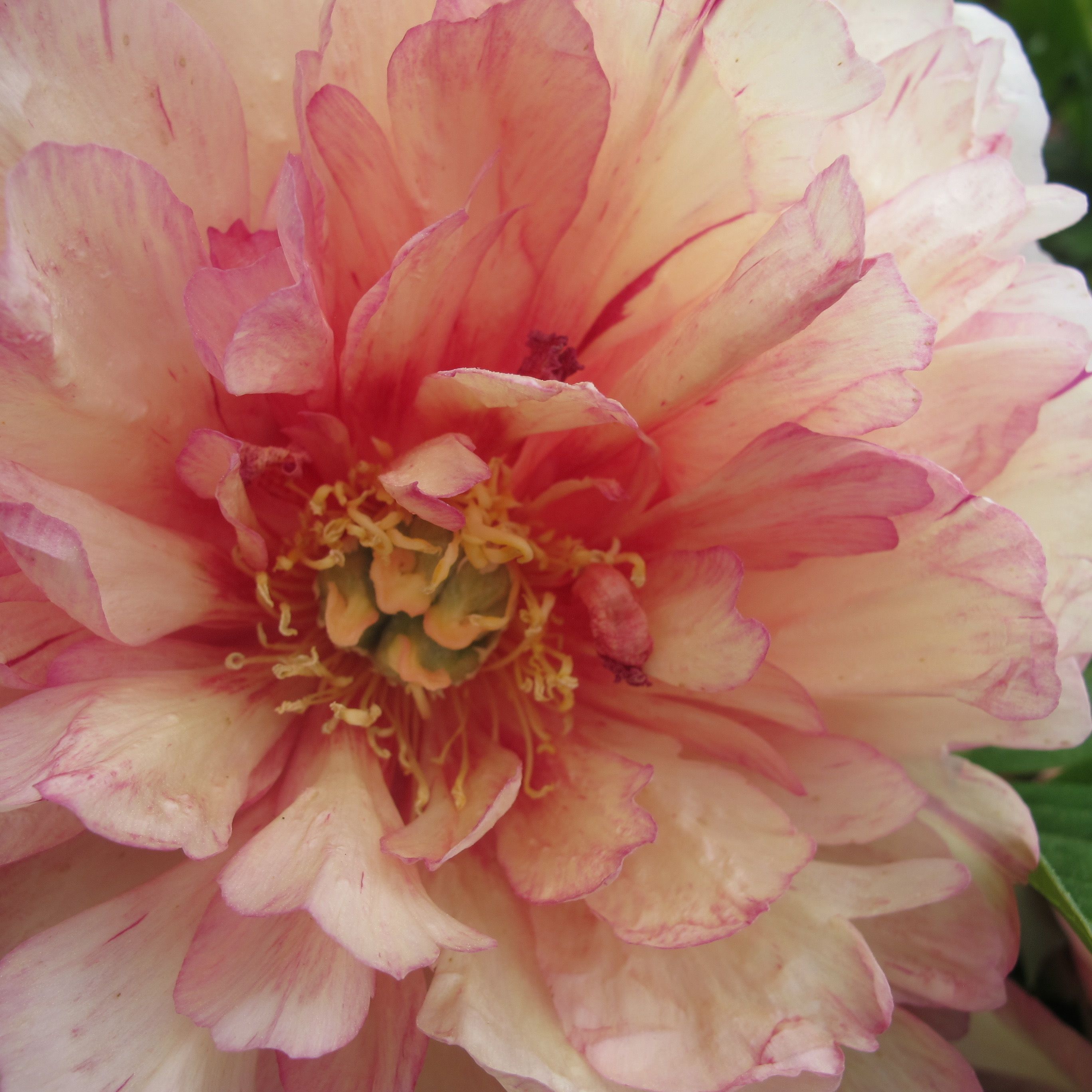 images/plants/paeonia/pae-truly-scrumptious/pae-truly-scrumptious-0003.JPG