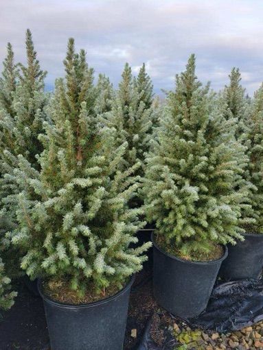 images/plants/picea/pic-spruce-it-up/pic-spruce-it-up-0019.jpg