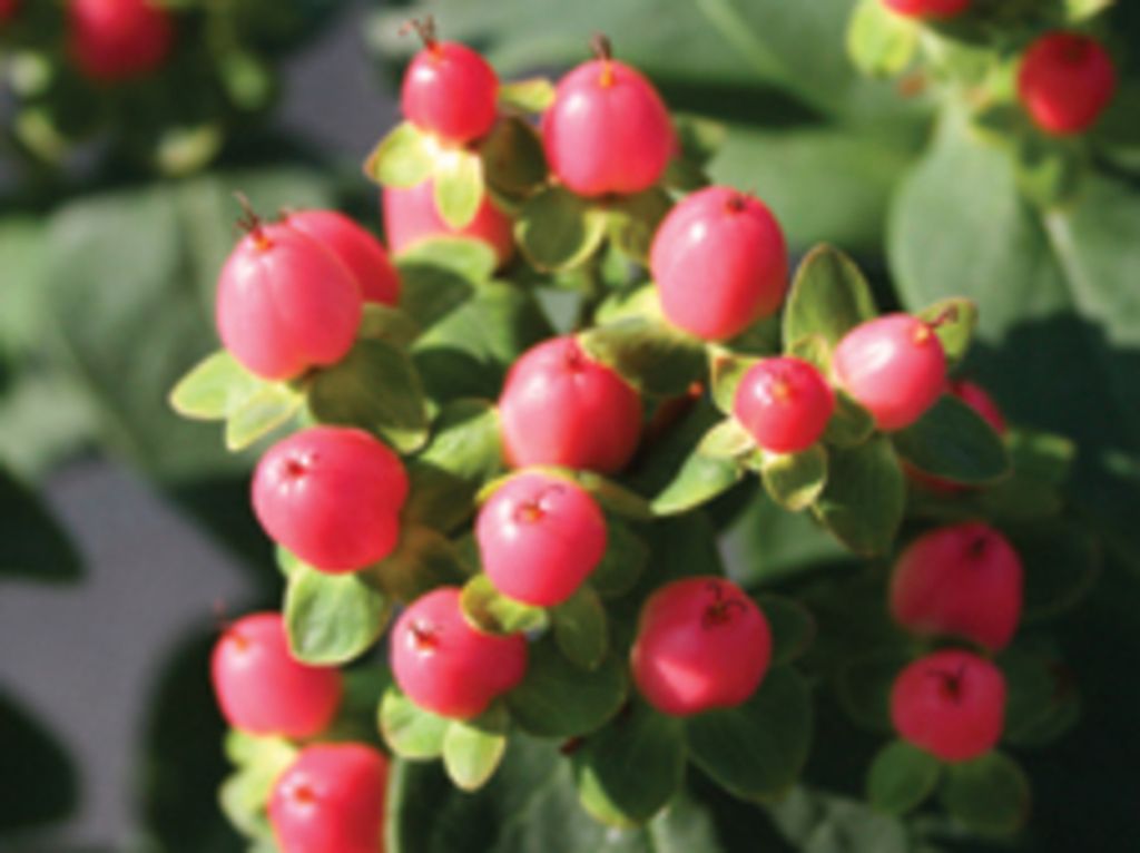images/plants/hypericum/hyp-red-star/hyp-red-star-0002.jpg