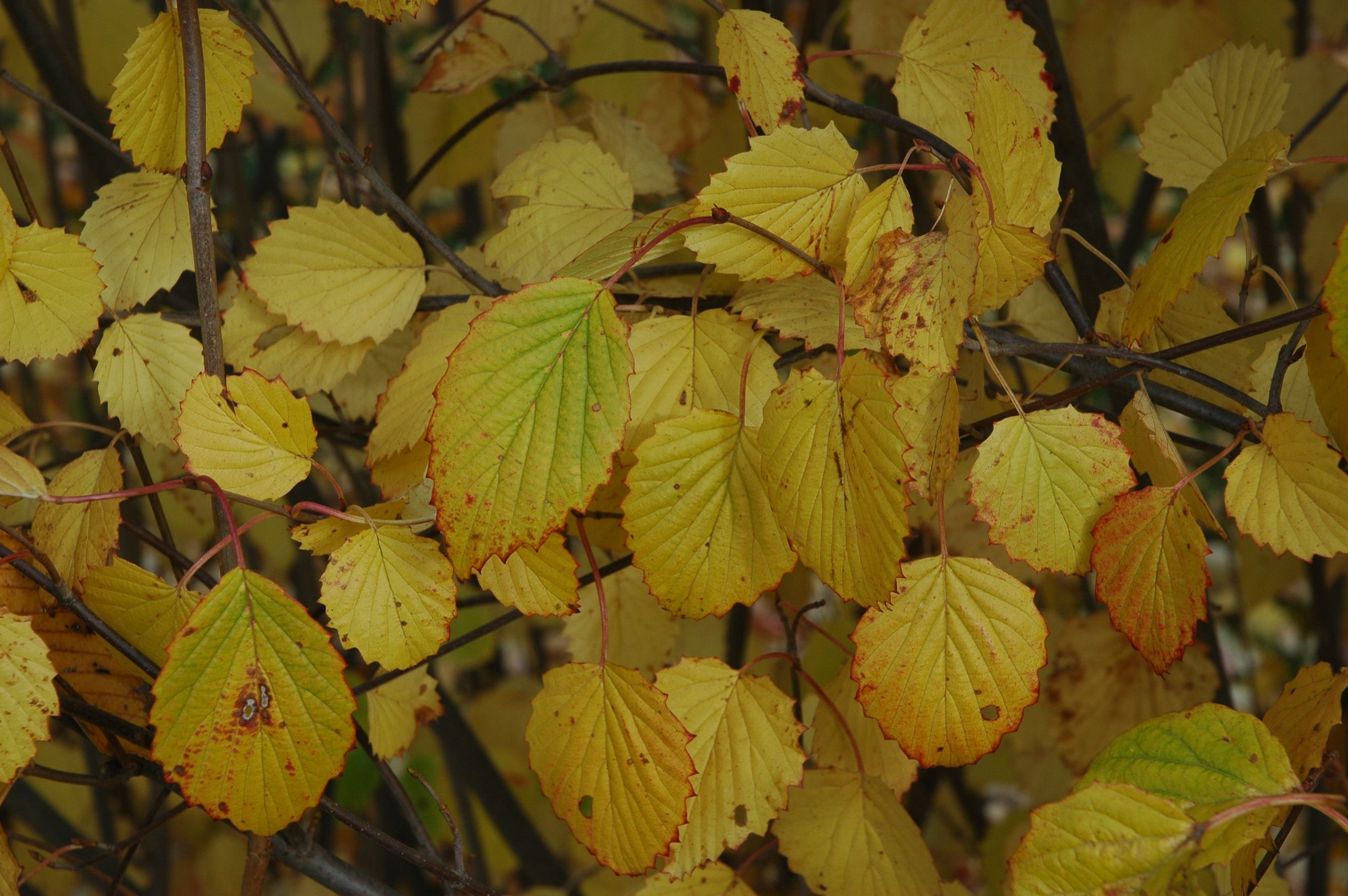 images/plants/viburnum/vib-autumn-jazz/vib-autumn-jazz-0011.jpg