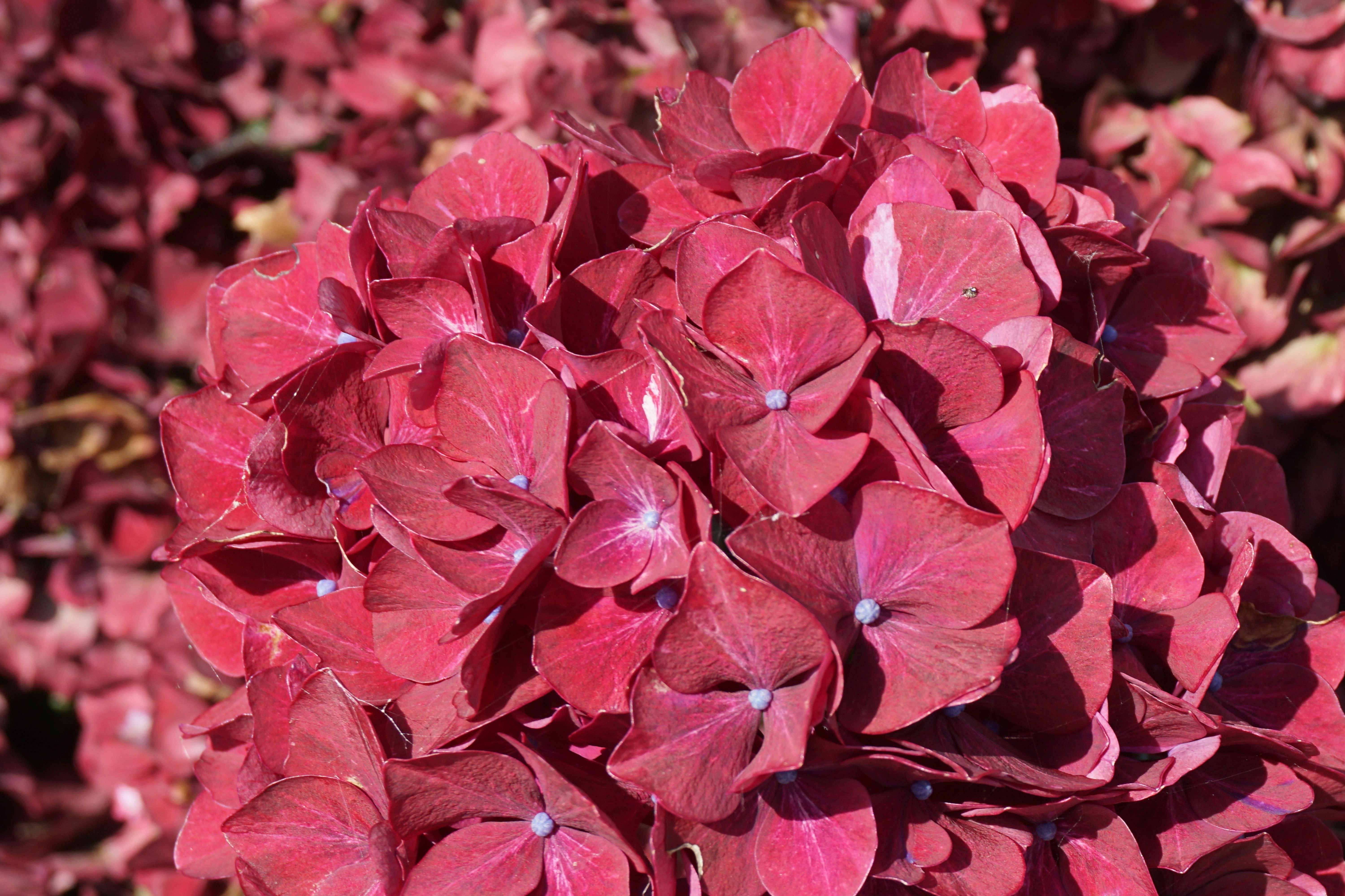 images/plants/hydrangea/hyd-magical-everlasting-crimson/hyd-magical-everlasting-crimson-0007.jpg