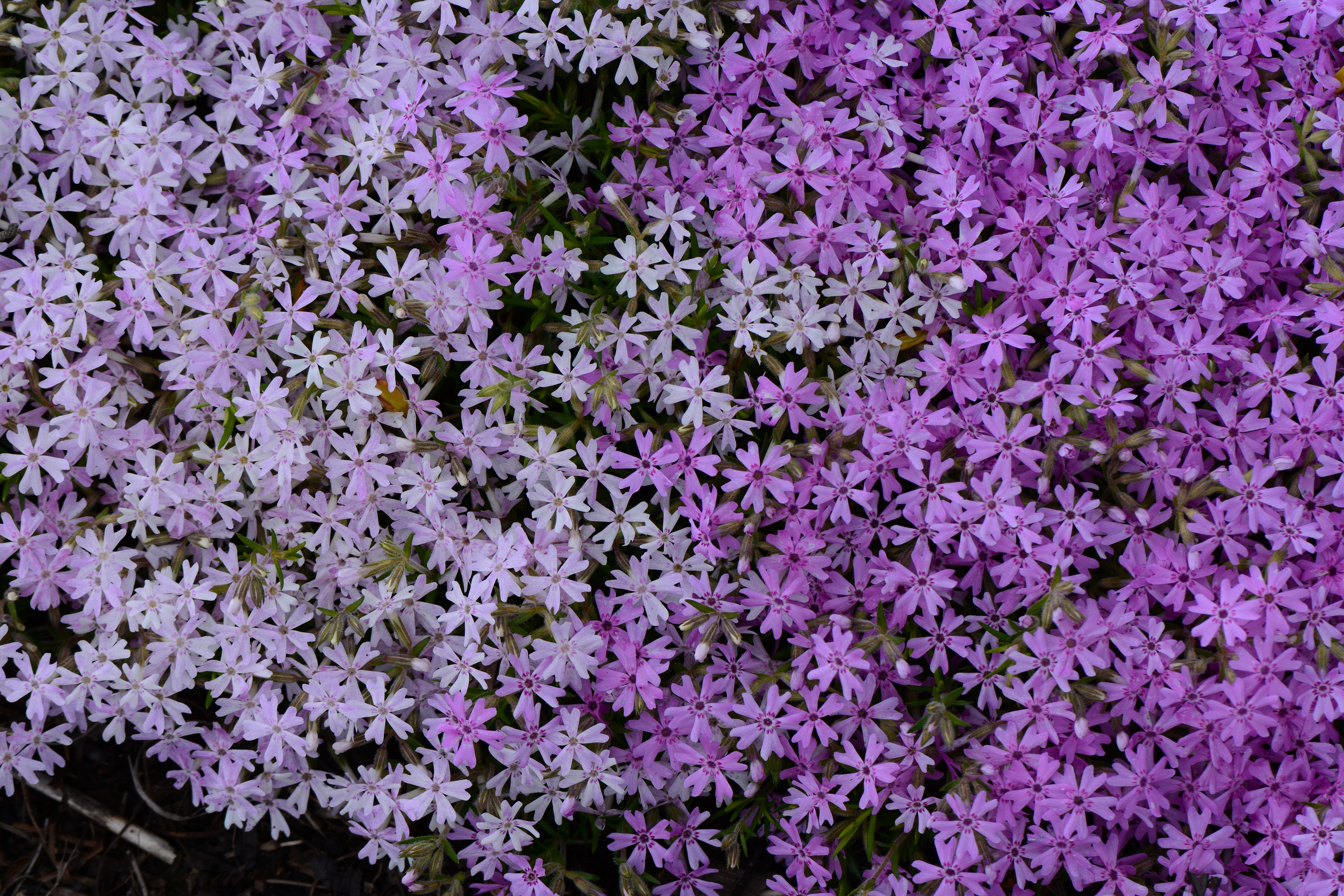 images/plants/phlox/phl-perfectly-puzzling/phl-perfectly-puzzling-0006.jpg