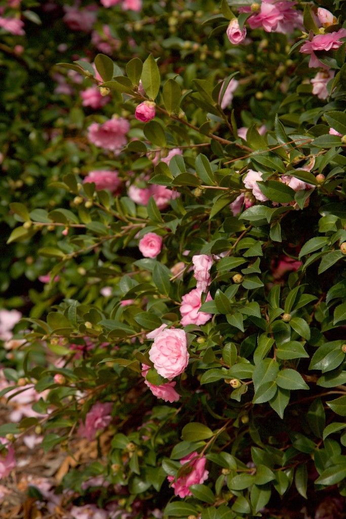 images/plants/camellia/cam-october-magic-pink-perplexion/cam-october-magic-pink-perplexion-0003.jpg