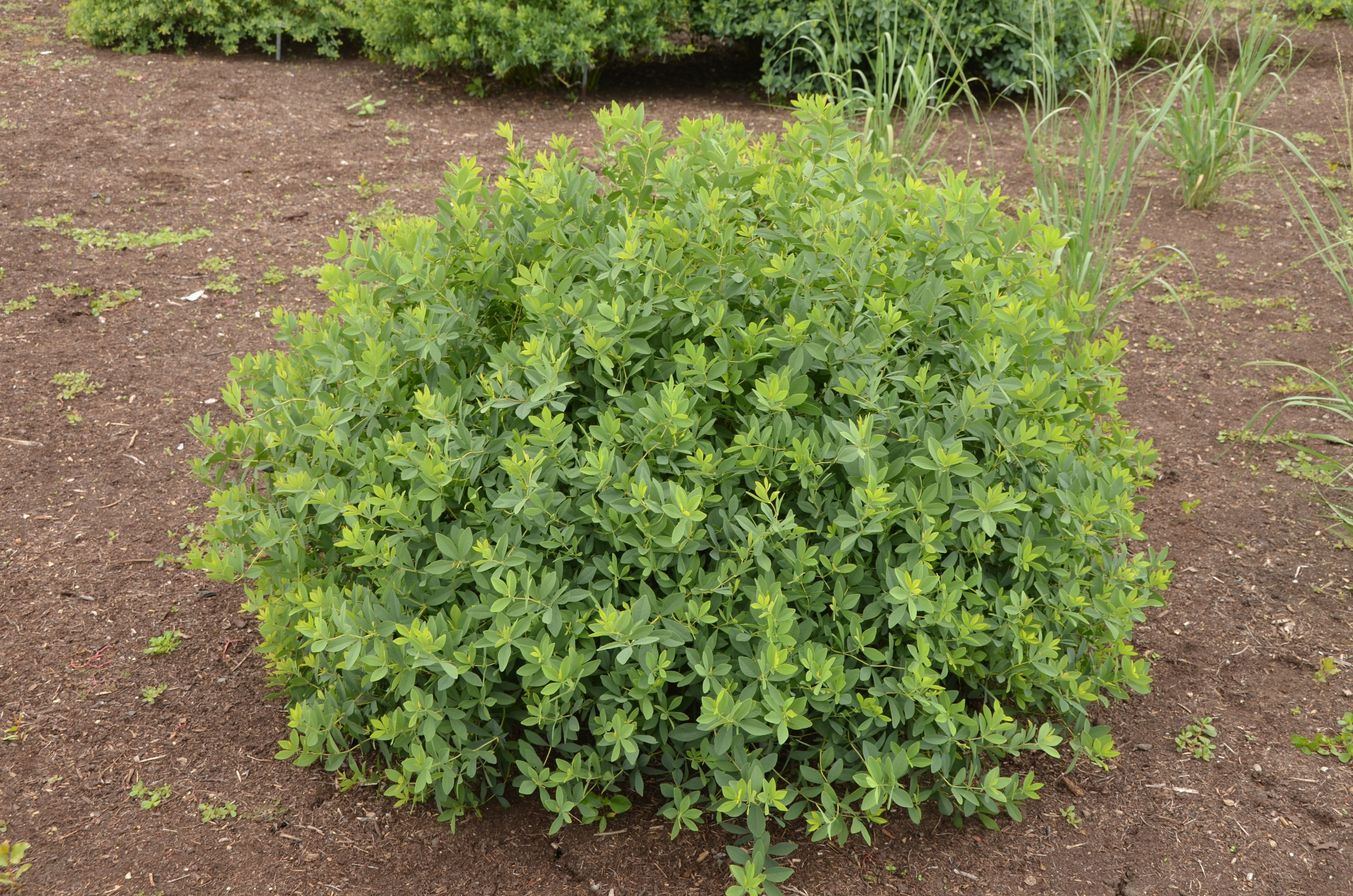 images/plants/baptisia/bap-lavendar-rose/bap-lavendar-rose-0007.jpg