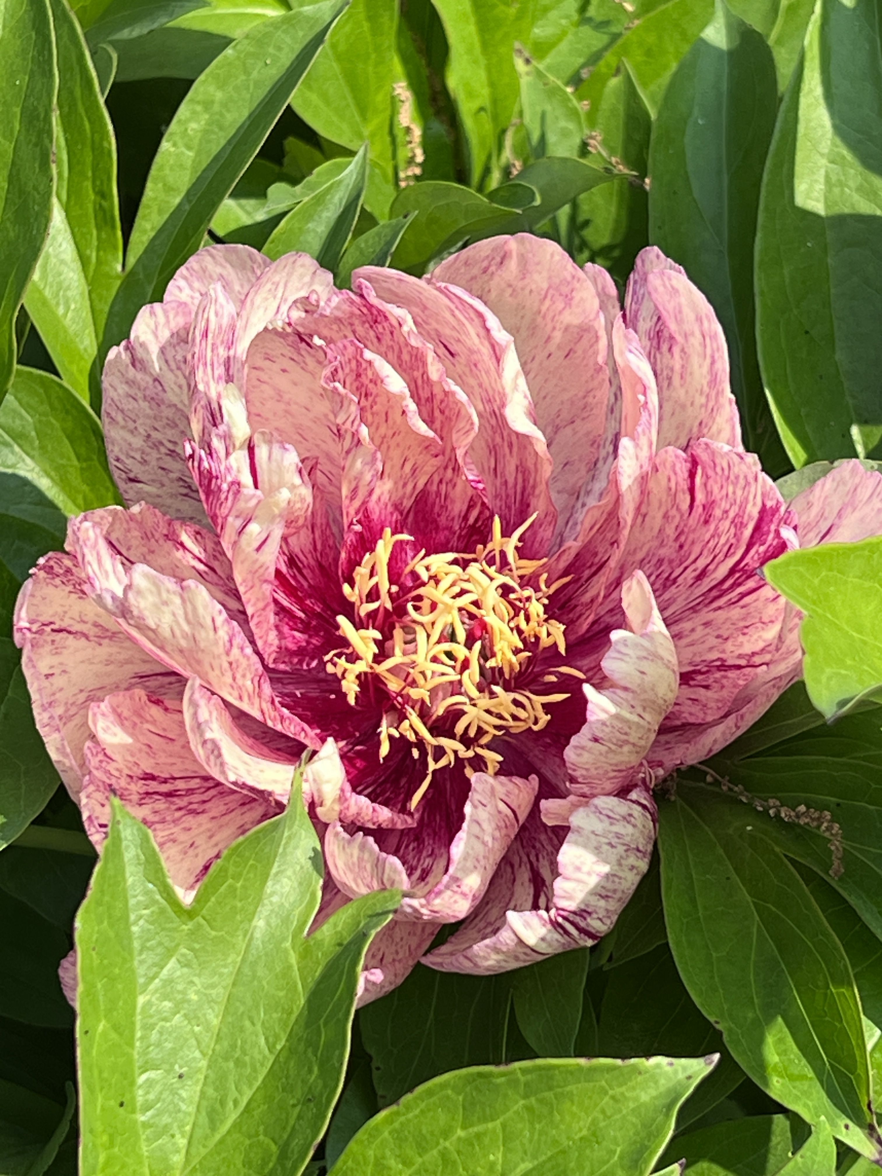 images/plants/paeonia/pae-all-that-jazz/pae-all-that-jazz-0001.JPG