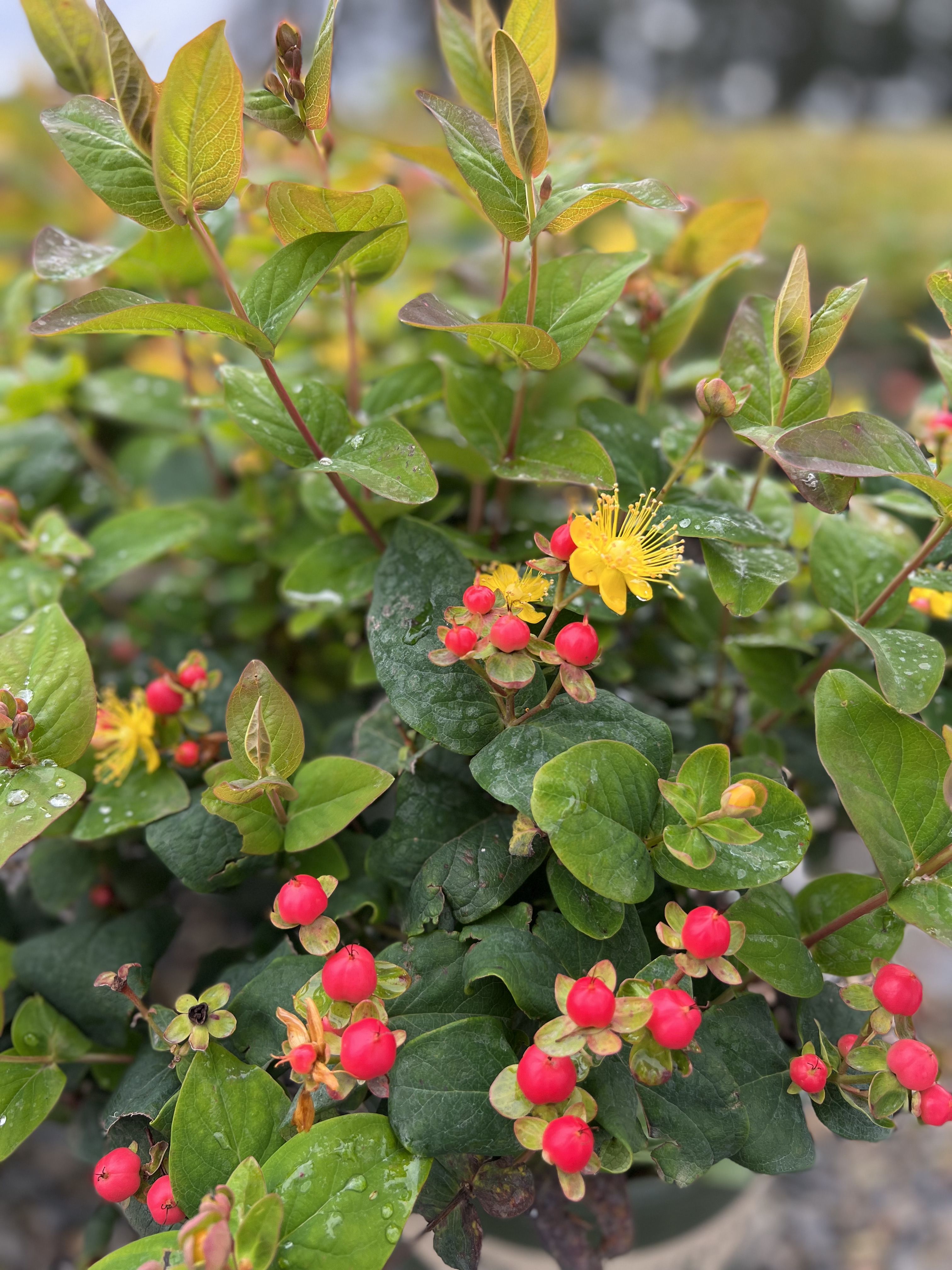 images/plants/hypericum/hyp-floralberry-rose/hyp-floralberry-rose-0008.jpg