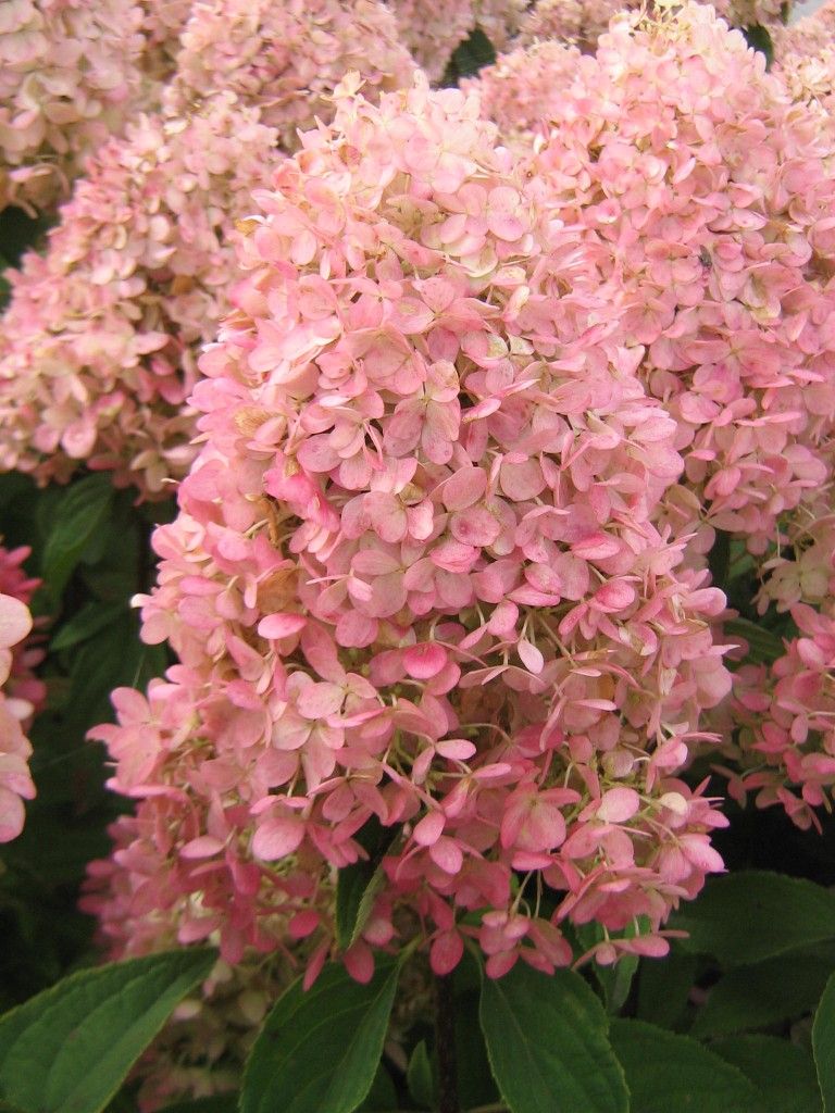 images/plants/hydrangea/hyd-magical-candle/hyd-magical-candle-0005.jpg