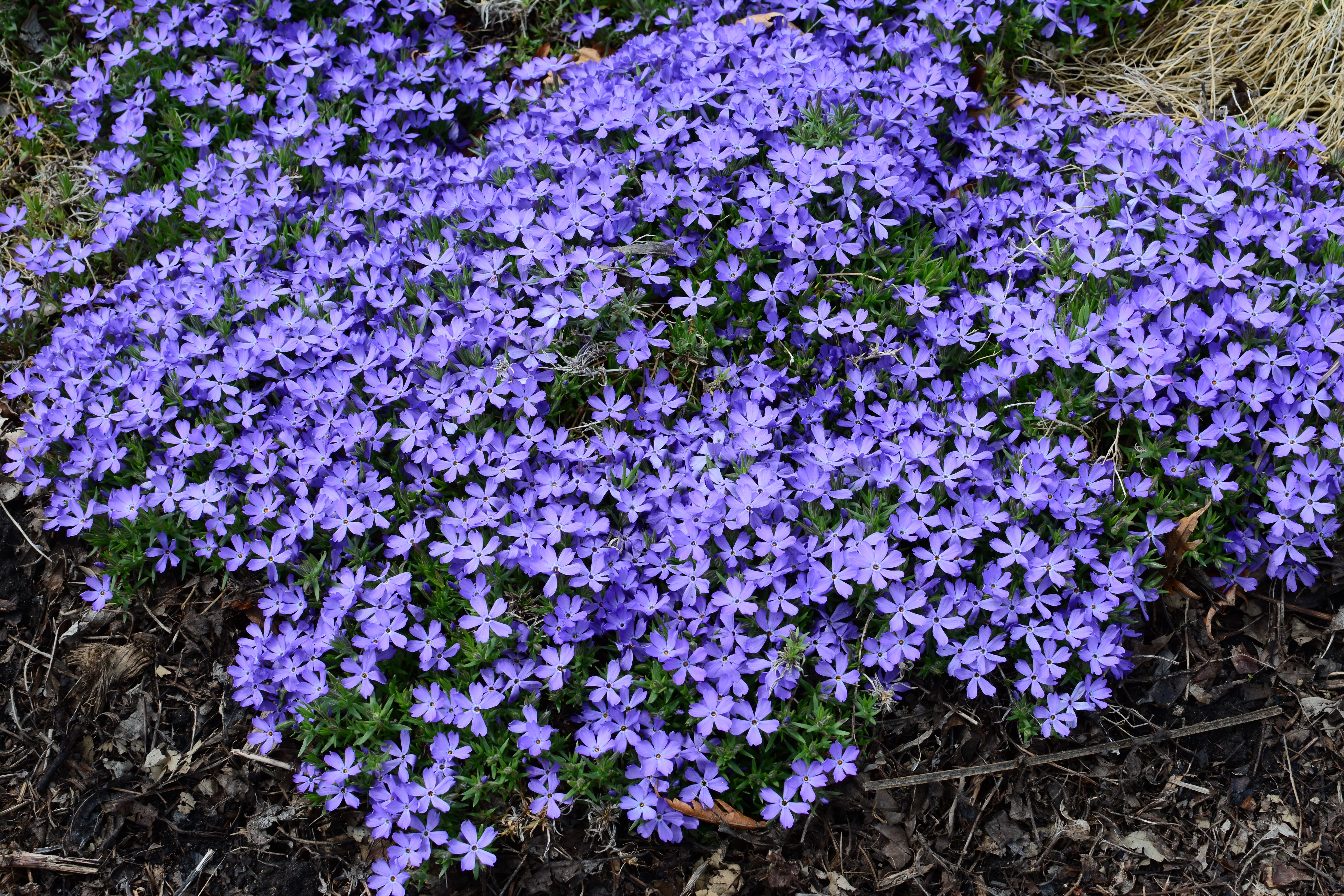 images/plants/phlox/phl-violet-pinwheels/phl-violet-pinwheels-0002.jpg