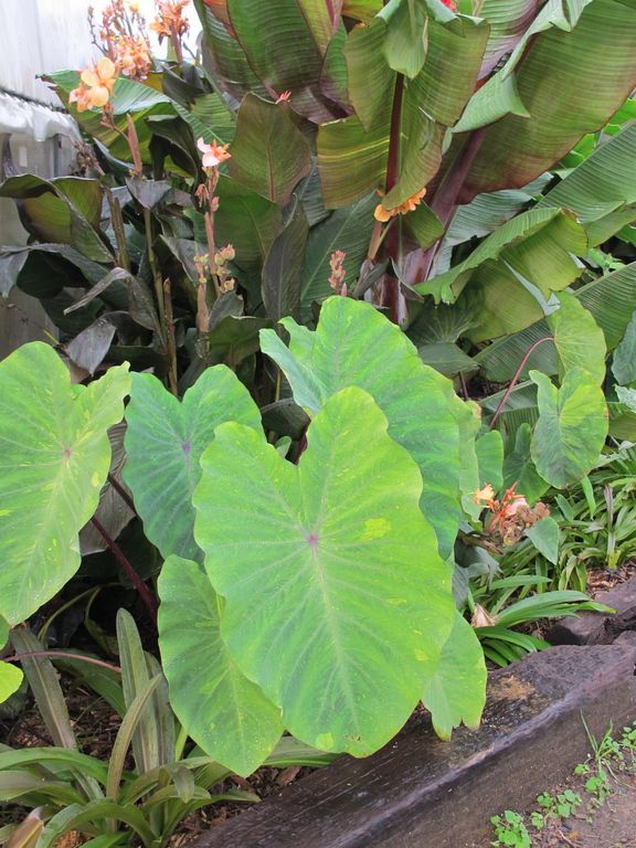 images/plants/colocasia/col-red-eyed-gecko/col-red-eyed-gecko-0011.jpg