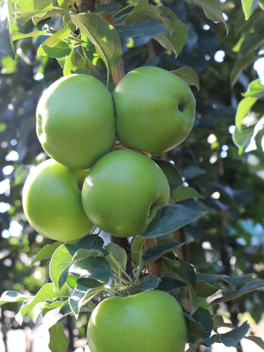 images/plants/malus/mal-tangy-green/mal-tangy-green-0004.jpg