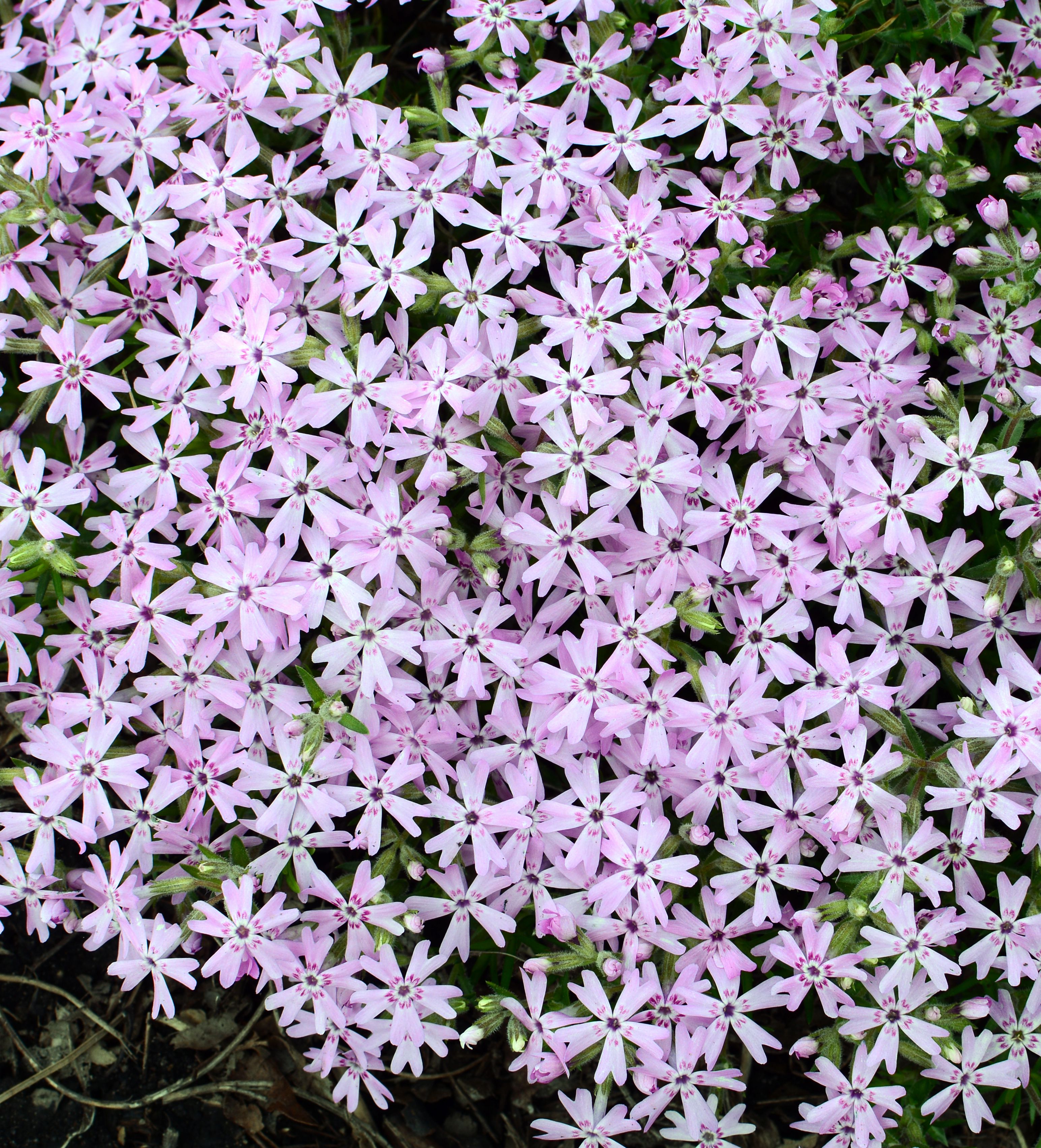 images/plants/phlox/phl-perfectly-puzzling/phl-perfectly-puzzling-0004.jpg