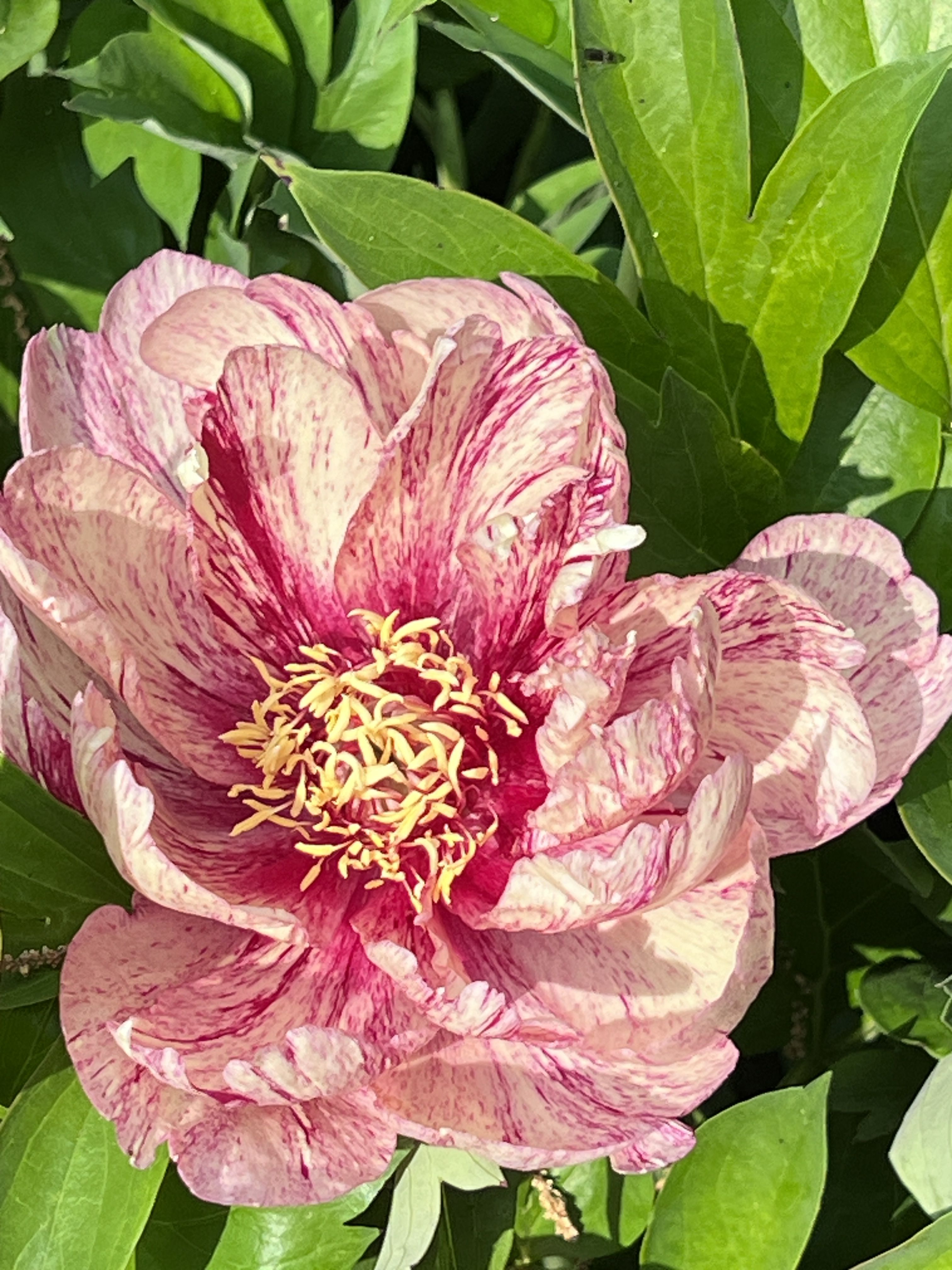 images/plants/paeonia/pae-all-that-jazz/pae-all-that-jazz-0006.JPG