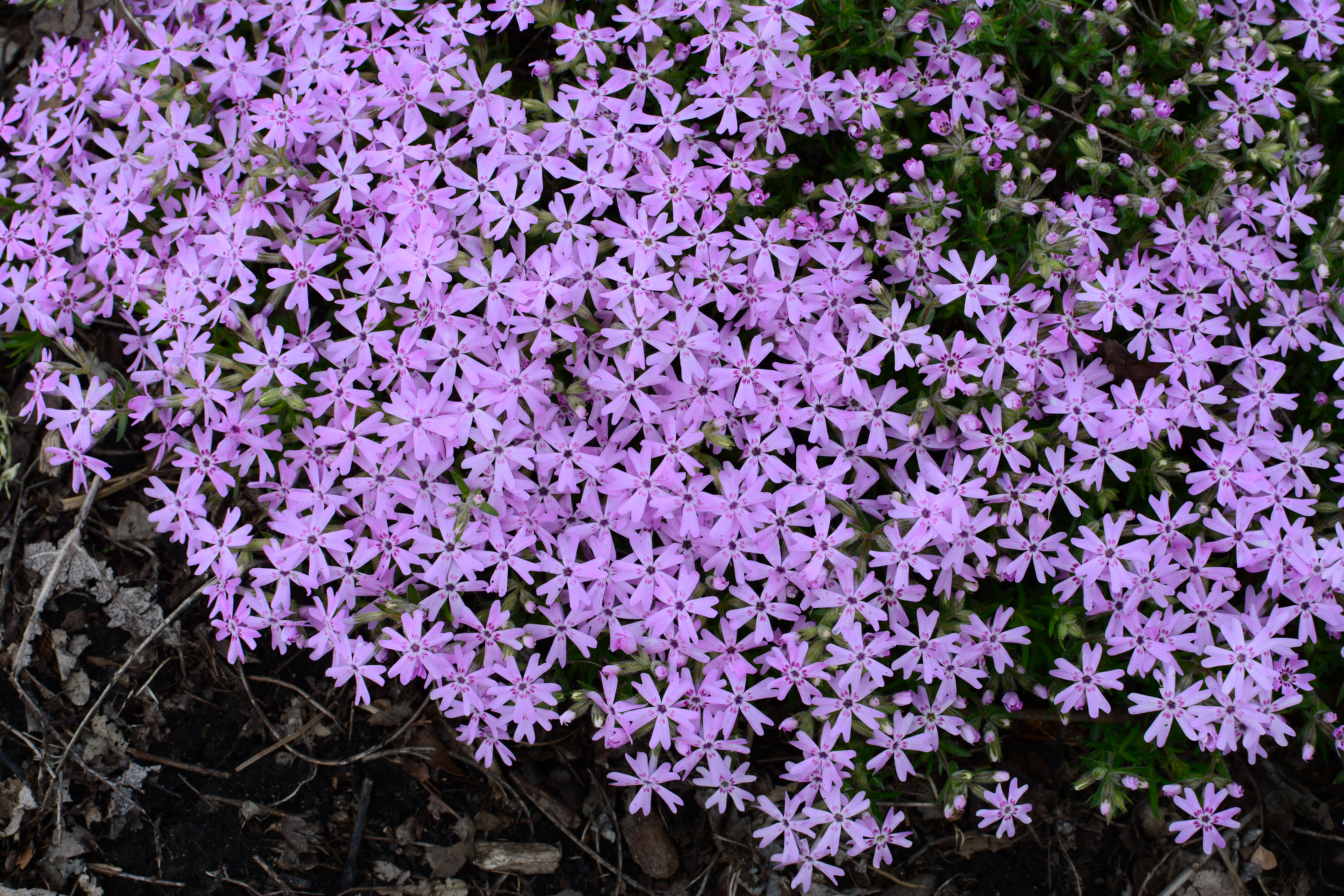 images/plants/phlox/phl-perfectly-puzzling/phl-perfectly-puzzling-0003.jpg