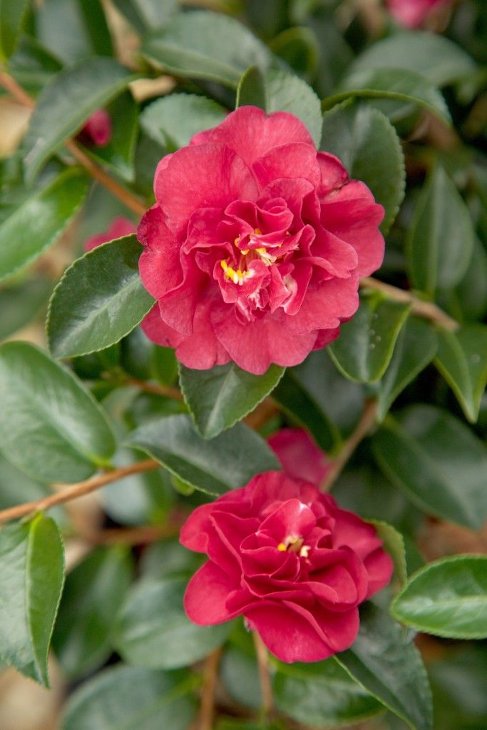 images/plants/camellia/cam-october-magic-ruby/cam-october-magic-ruby-0002.jpg