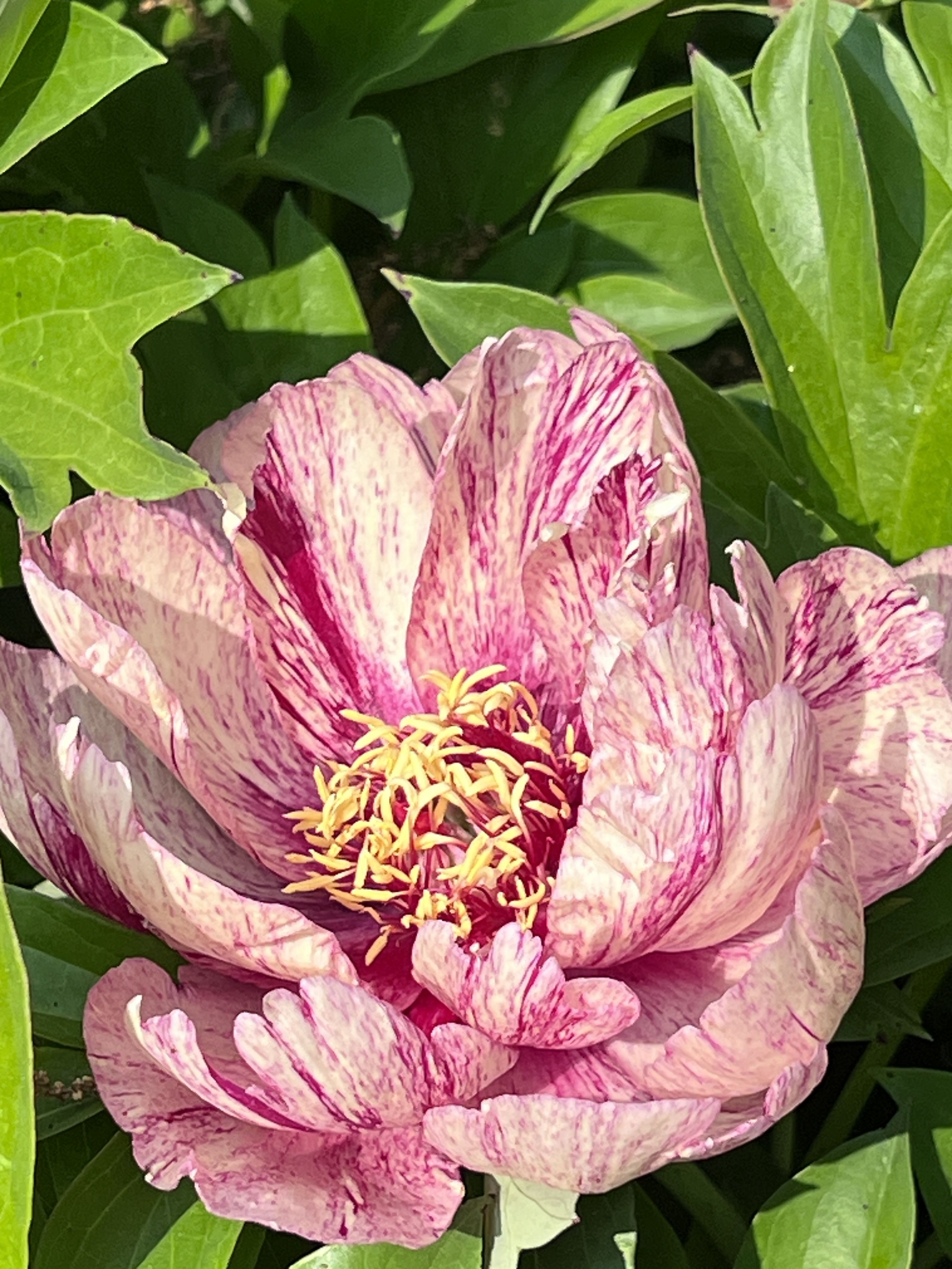 images/plants/paeonia/pae-all-that-jazz/pae-all-that-jazz-0008.JPG