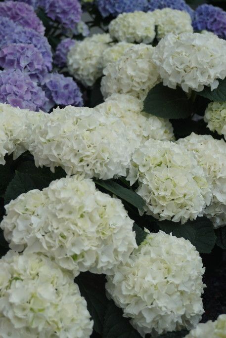 images/plants/hydrangea/hyd-magical-everlasting-bride/hyd-magical-everlasting-bride-0004.jpg