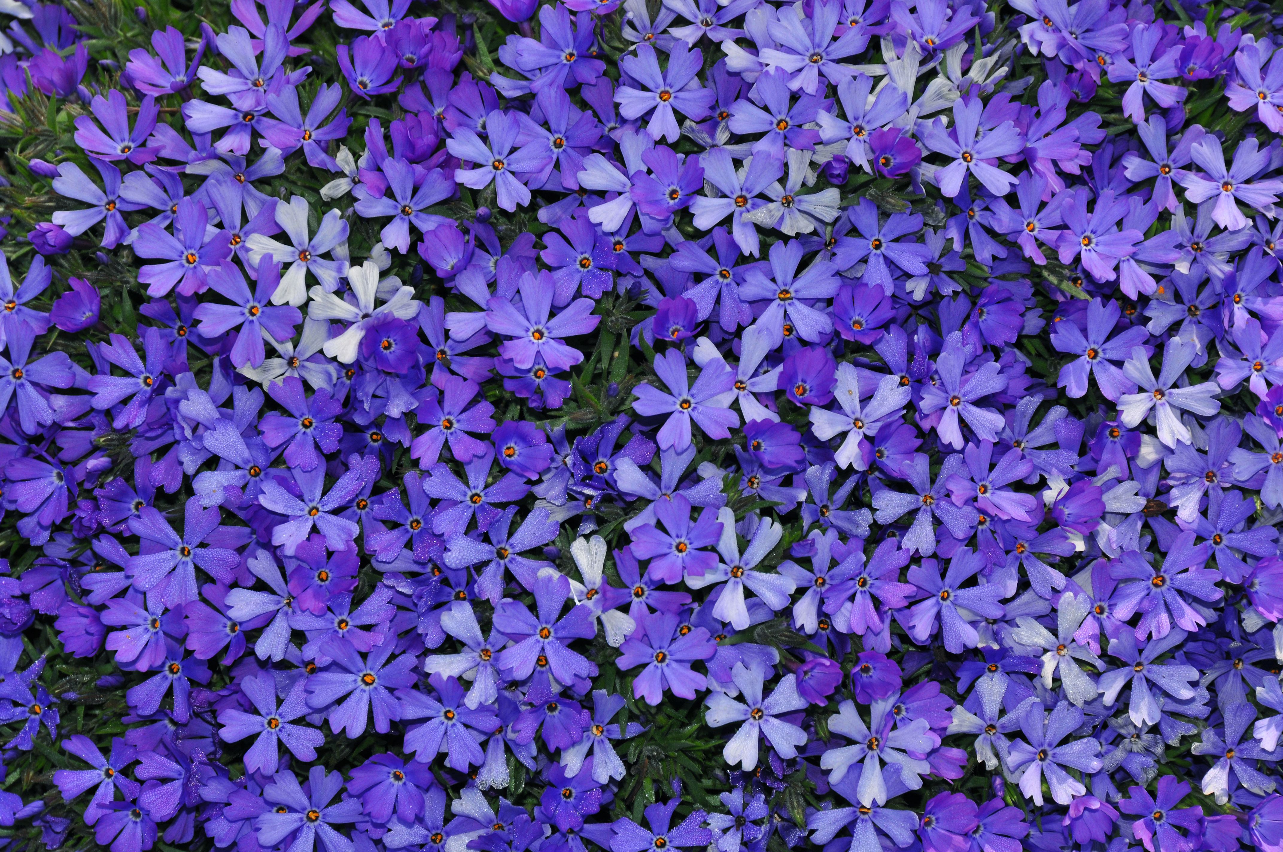 images/plants/phlox/phl-violet-pinwheels/phl-violet-pinwheels-0008.jpg