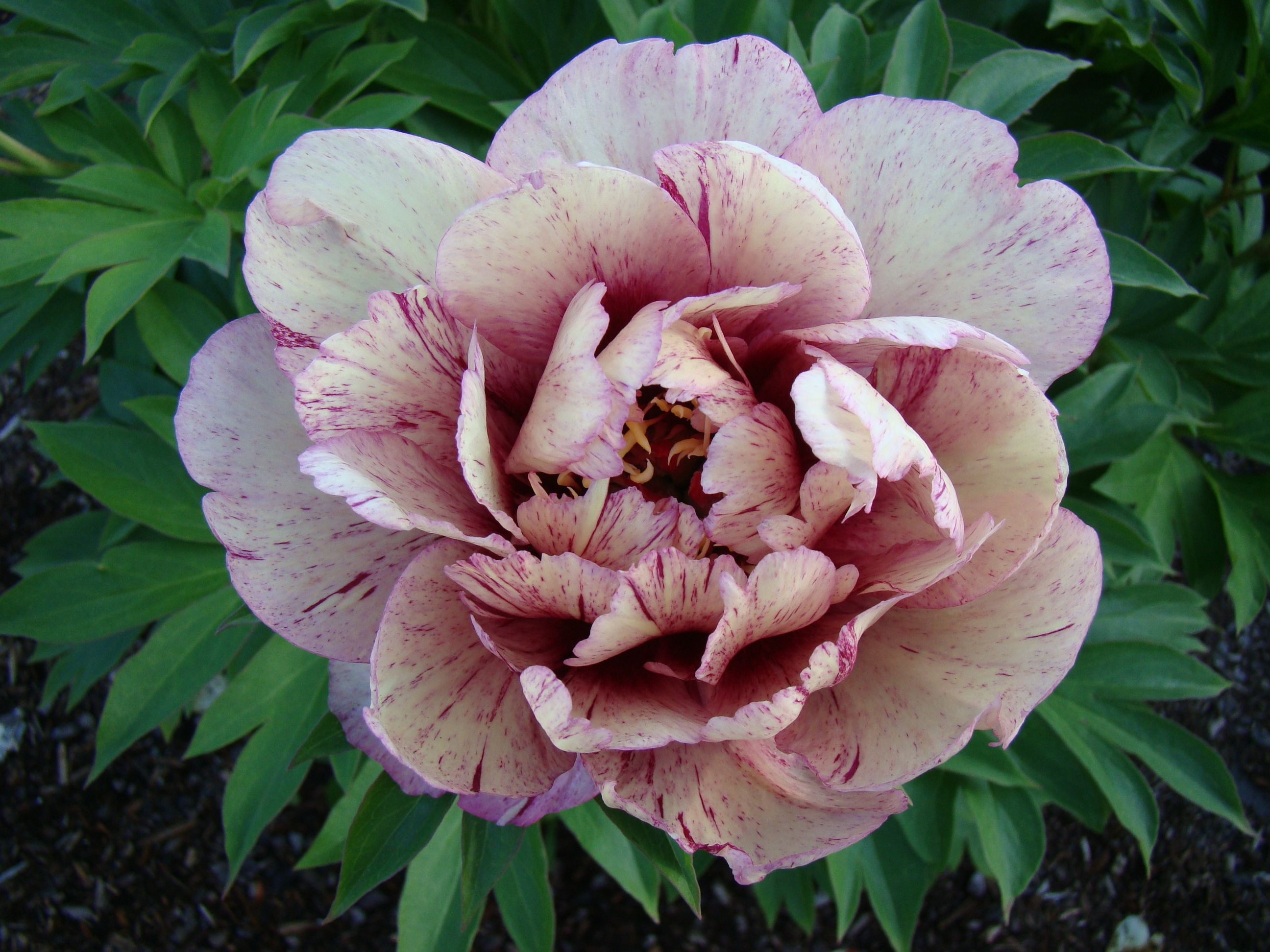 images/plants/paeonia/pae-all-that-jazz/pae-all-that-jazz-0012.JPG