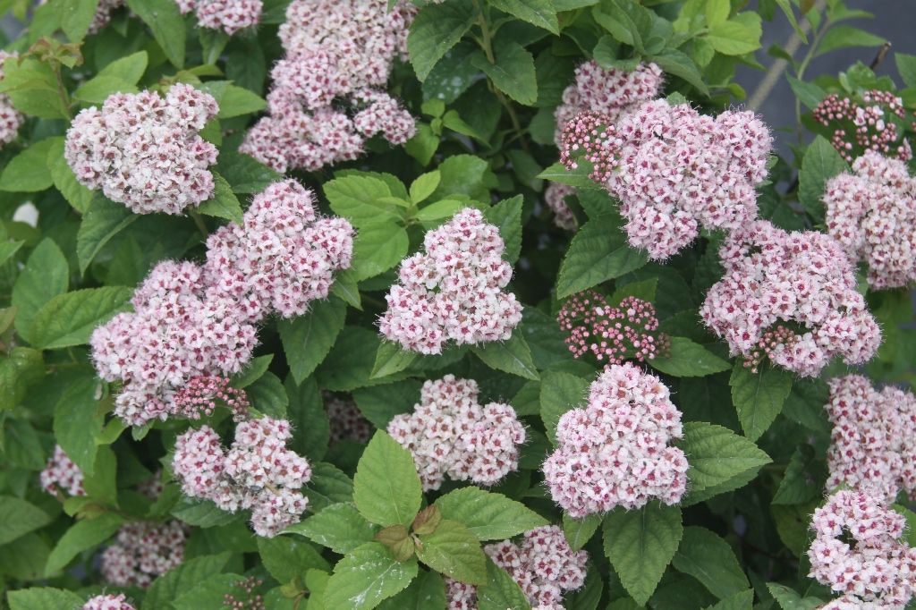 images/plants/spiraea/spi-pink-a-licious/spi-pink-a-licious-0002.jpg