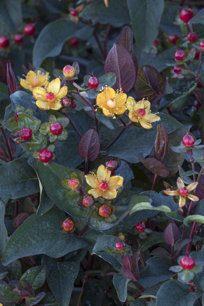 images/plants/hypericum/hyp-floralberry-sangria/hyp-floralberry-sangria-0001.jpg