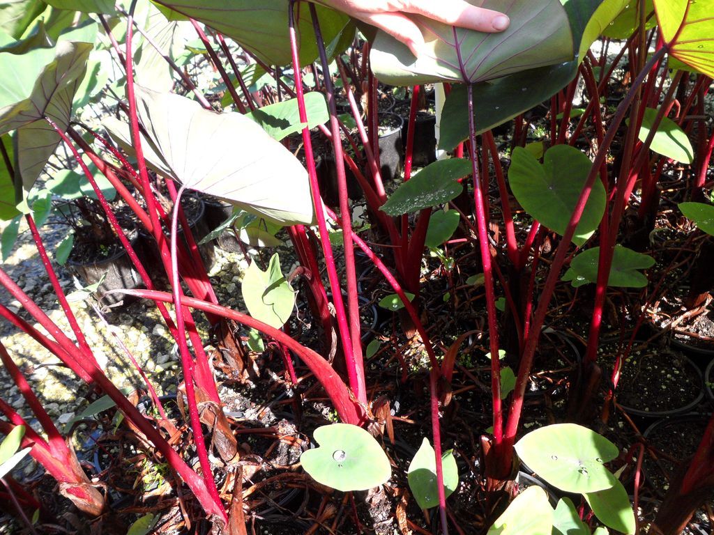 images/plants/colocasia/col-sangria-tropi-cools/col-sangria-tropi-cools-0002.jpg