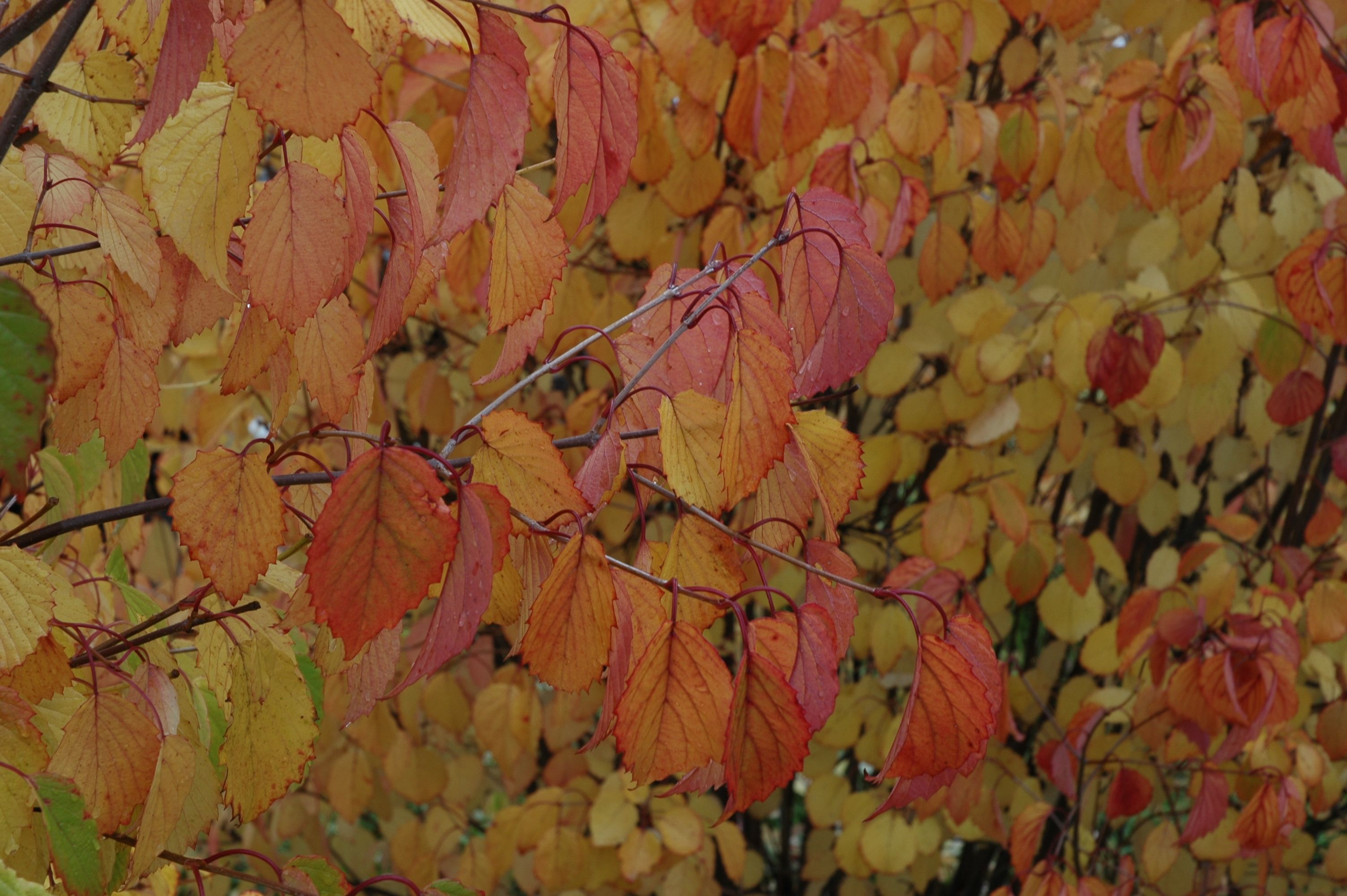 images/plants/viburnum/vib-autumn-jazz/vib-autumn-jazz-0002.jpg