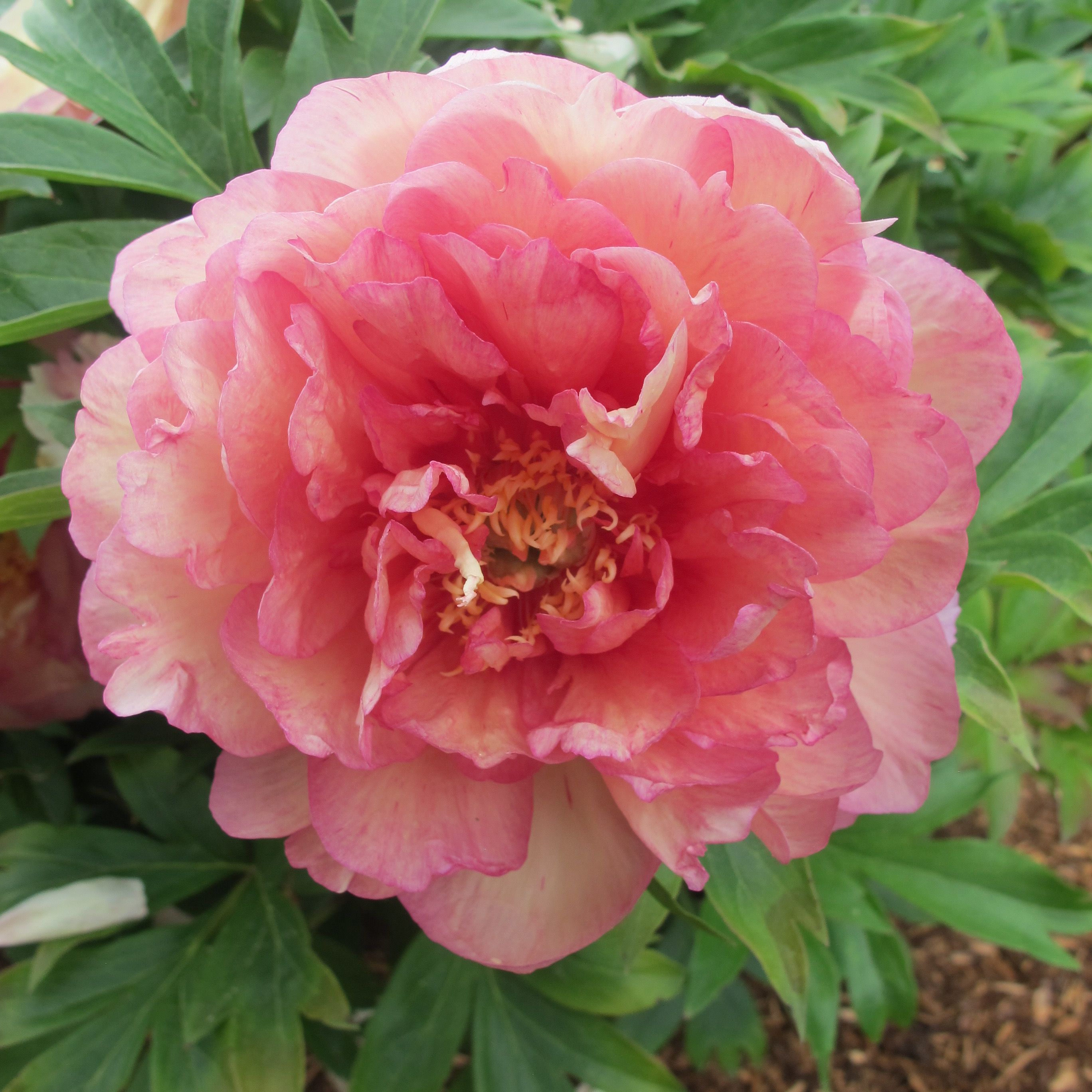 images/plants/paeonia/pae-truly-scrumptious/pae-truly-scrumptious-0006.JPG