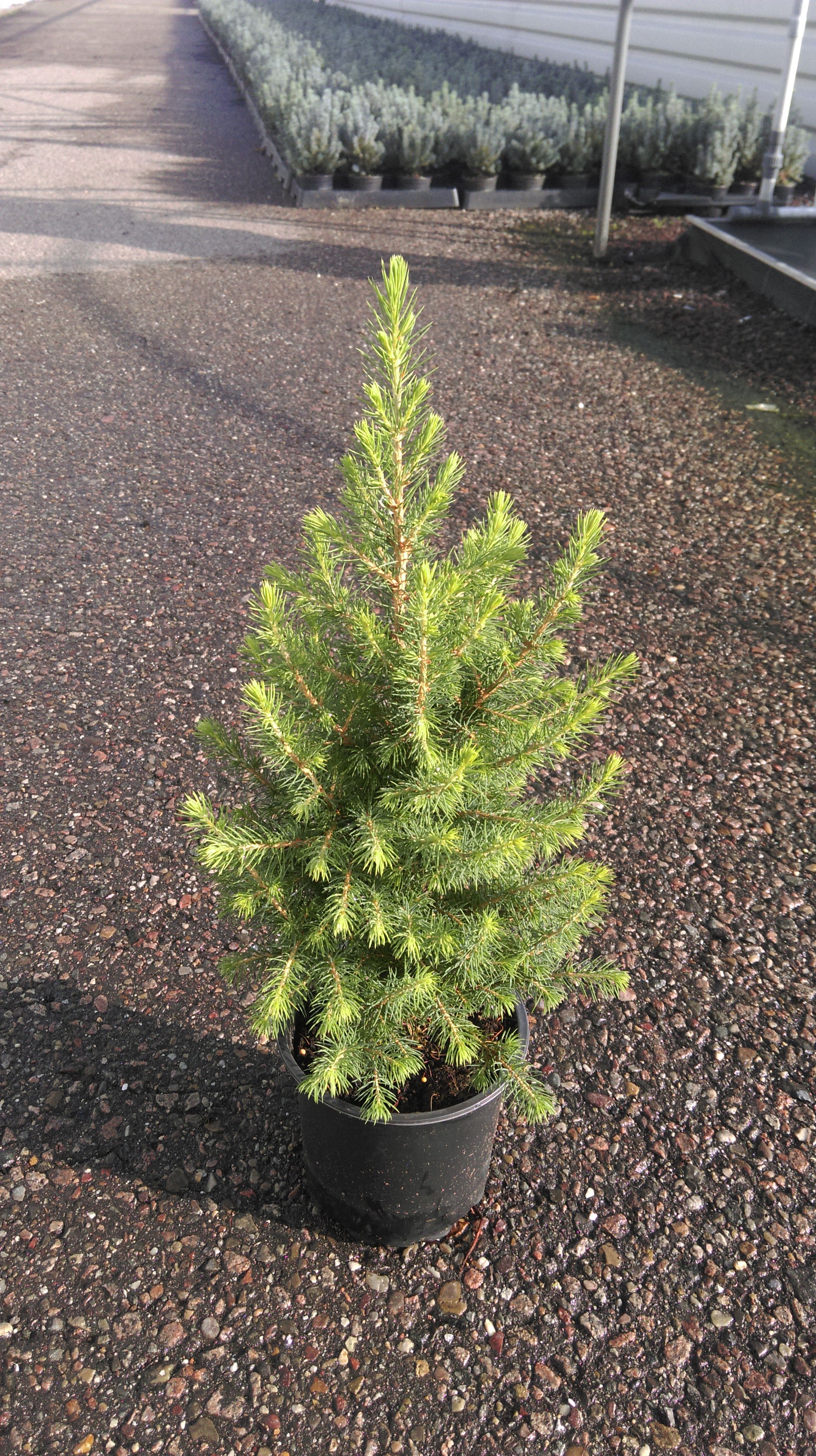 images/plants/picea/pic-spruce-it-up/pic-spruce-it-up-0002.jpg