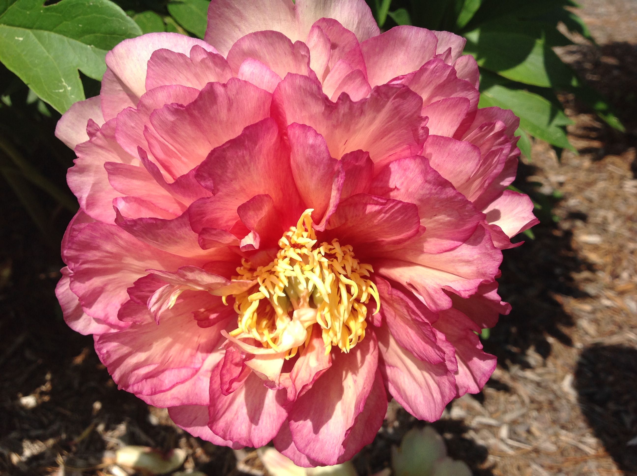 images/plants/paeonia/pae-truly-scrumptious/pae-truly-scrumptious-0008.JPG