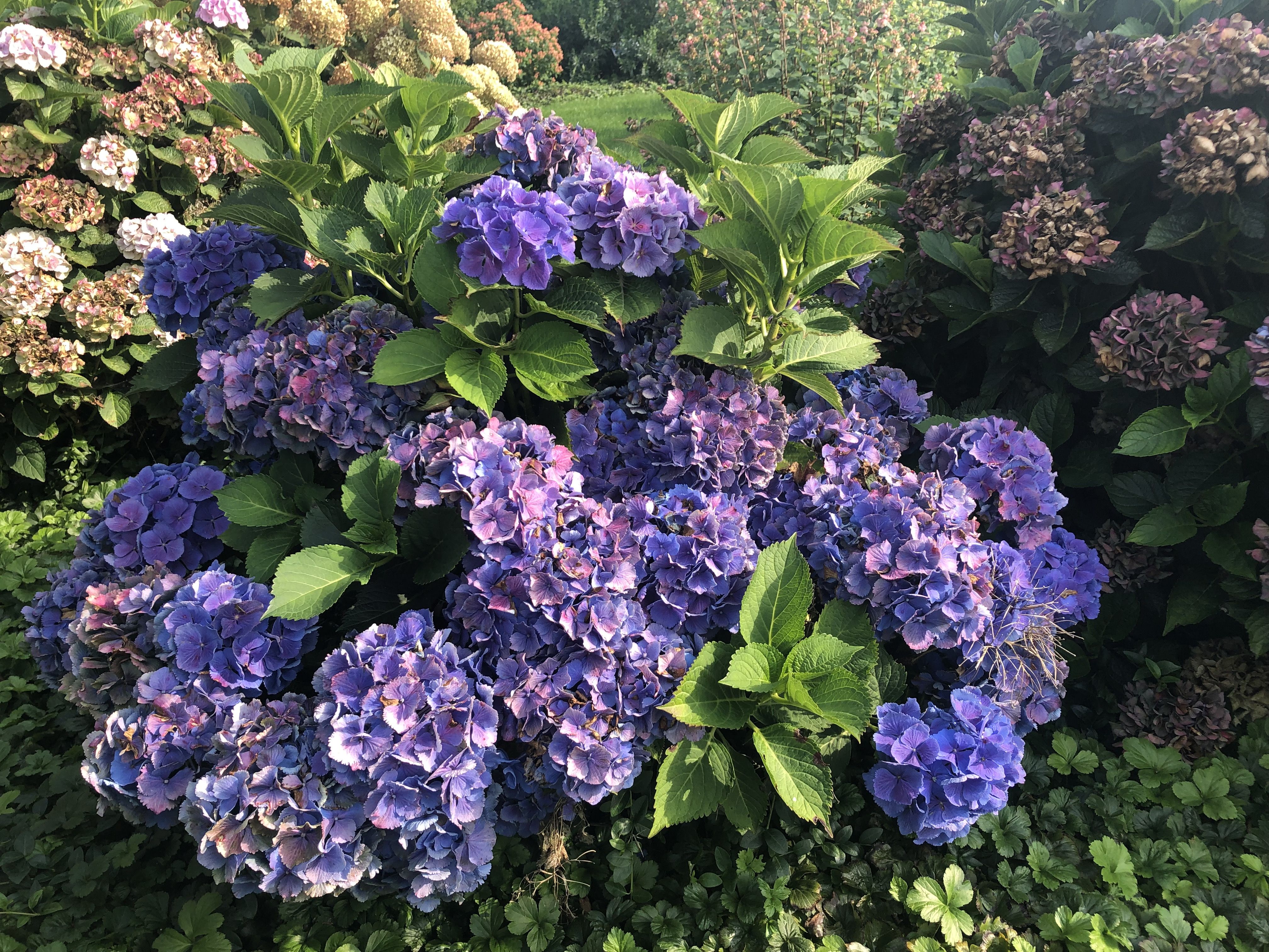 images/plants/hydrangea/hyd-magical-bluebells/hyd-magical-bluebells-0005.jpg