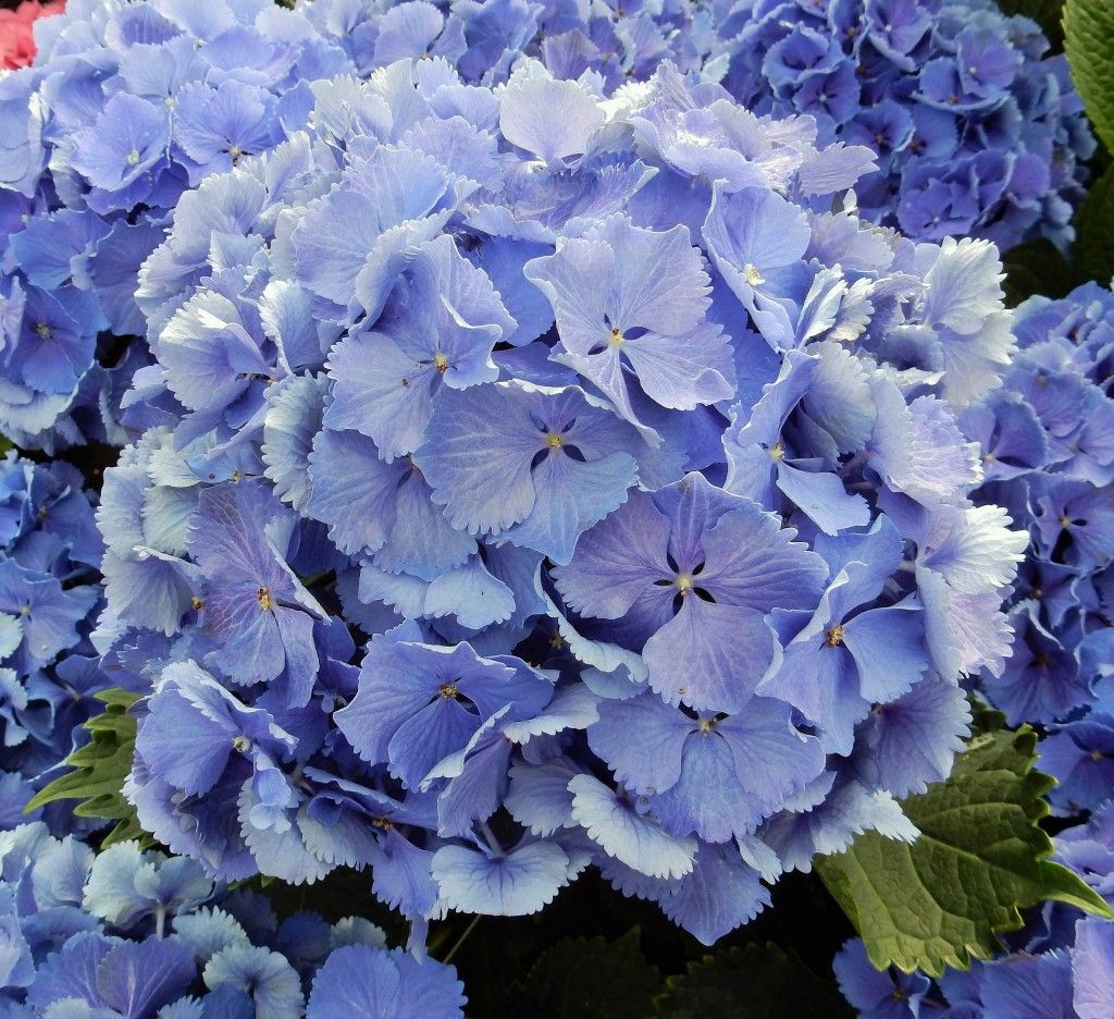 images/plants/hydrangea/hyd-magical-bluebells/hyd-magical-bluebells-0002.jpg