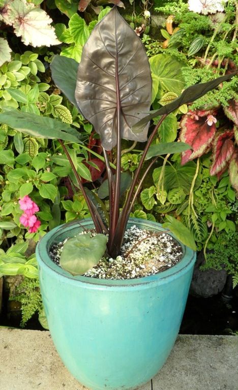 images/plants/alocasia/alo-yucatan-princess/alo-yucatan-princess-0008.jpg