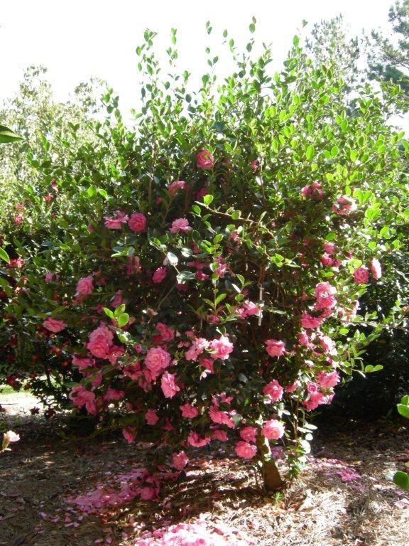 images/plants/camellia/cam-susy-dirr/cam-susy-dirr-0003.jpg